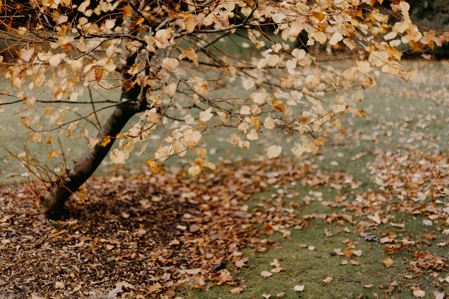 Autumn leaves covering the ground beneath a tree in a yard