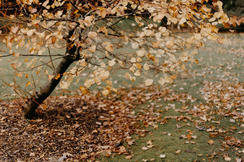 Seasonal Cleanups
