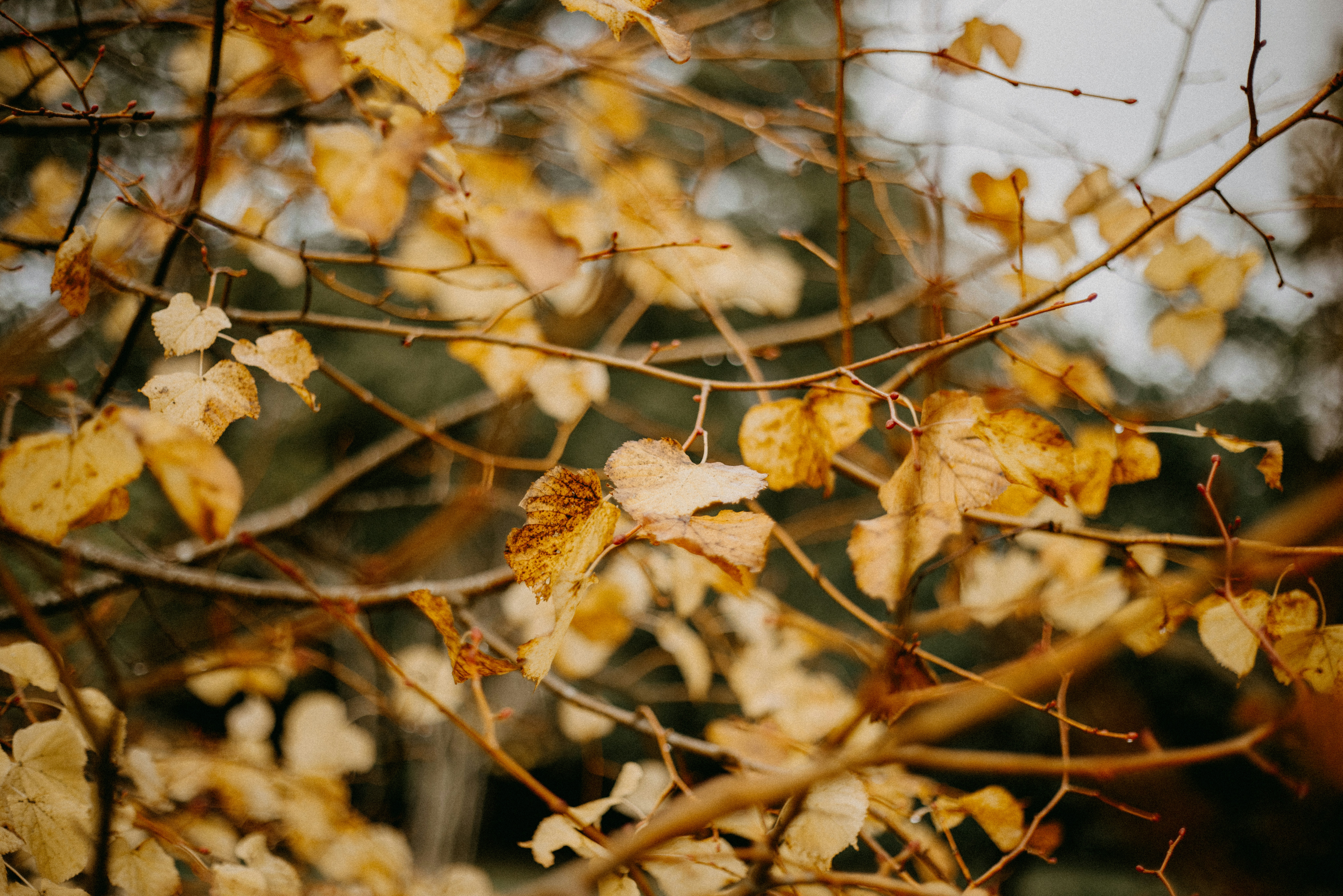 Photo by anniespratt