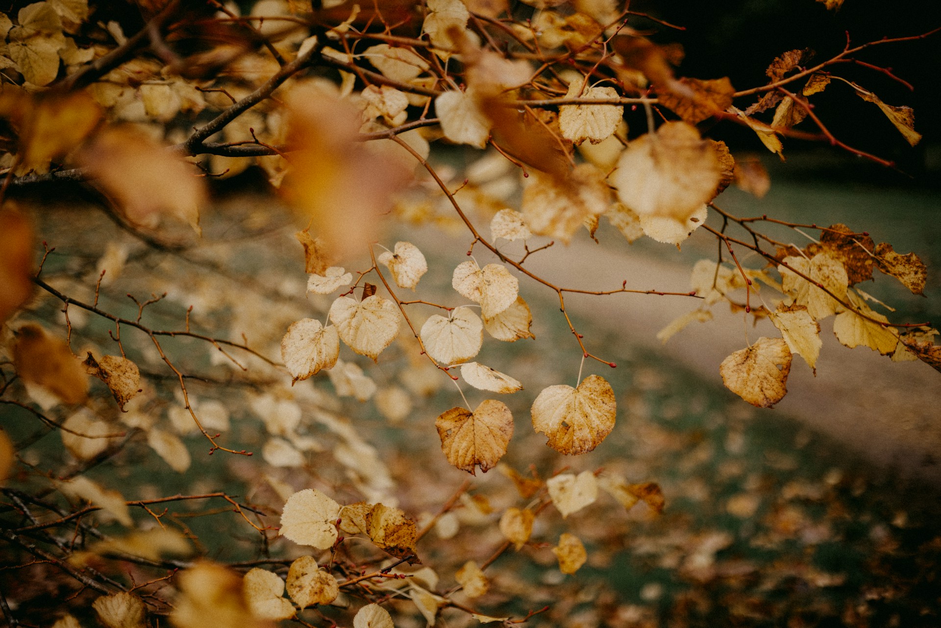 A blurry picture of a tree with leaves on it