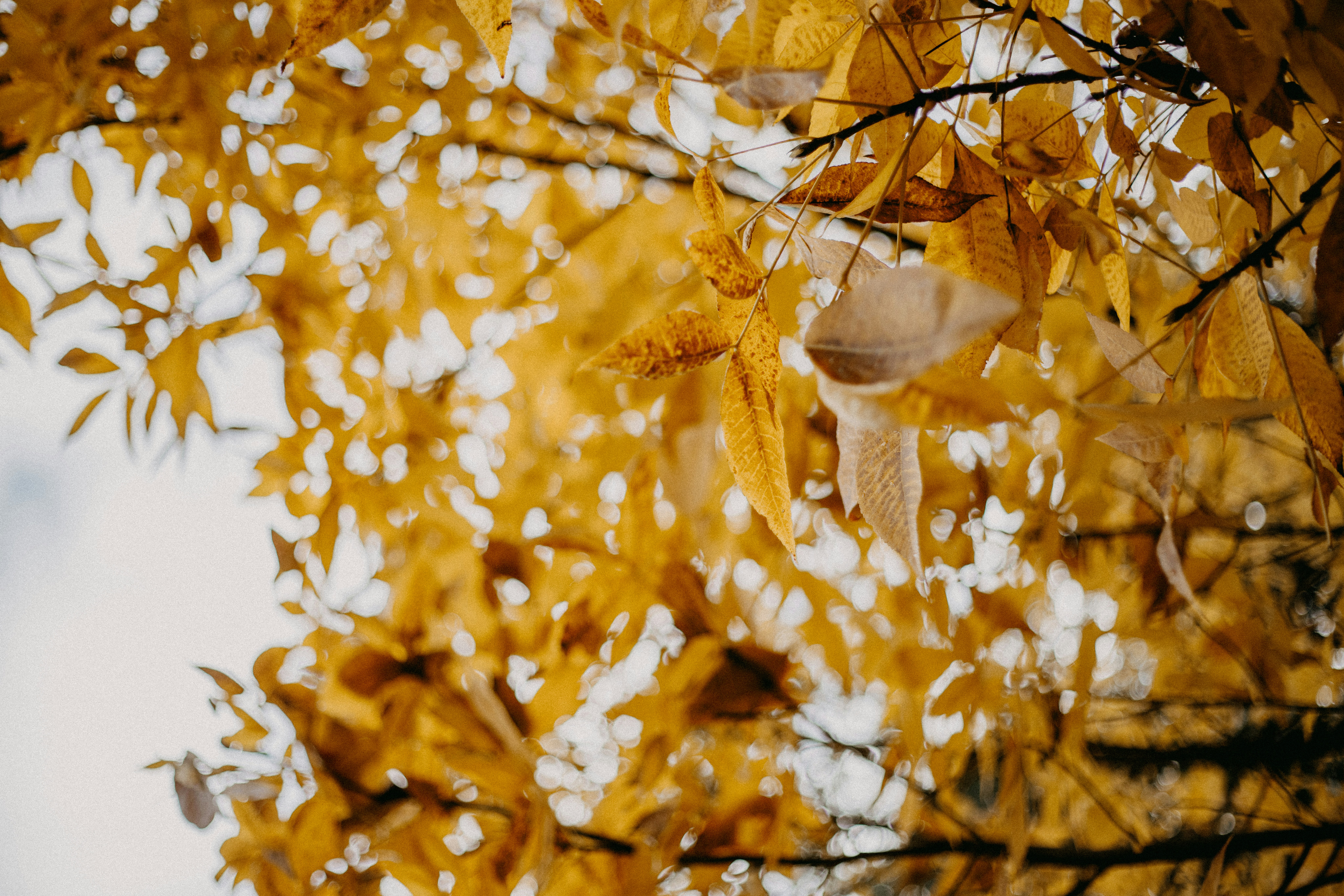 Photo by anniespratt