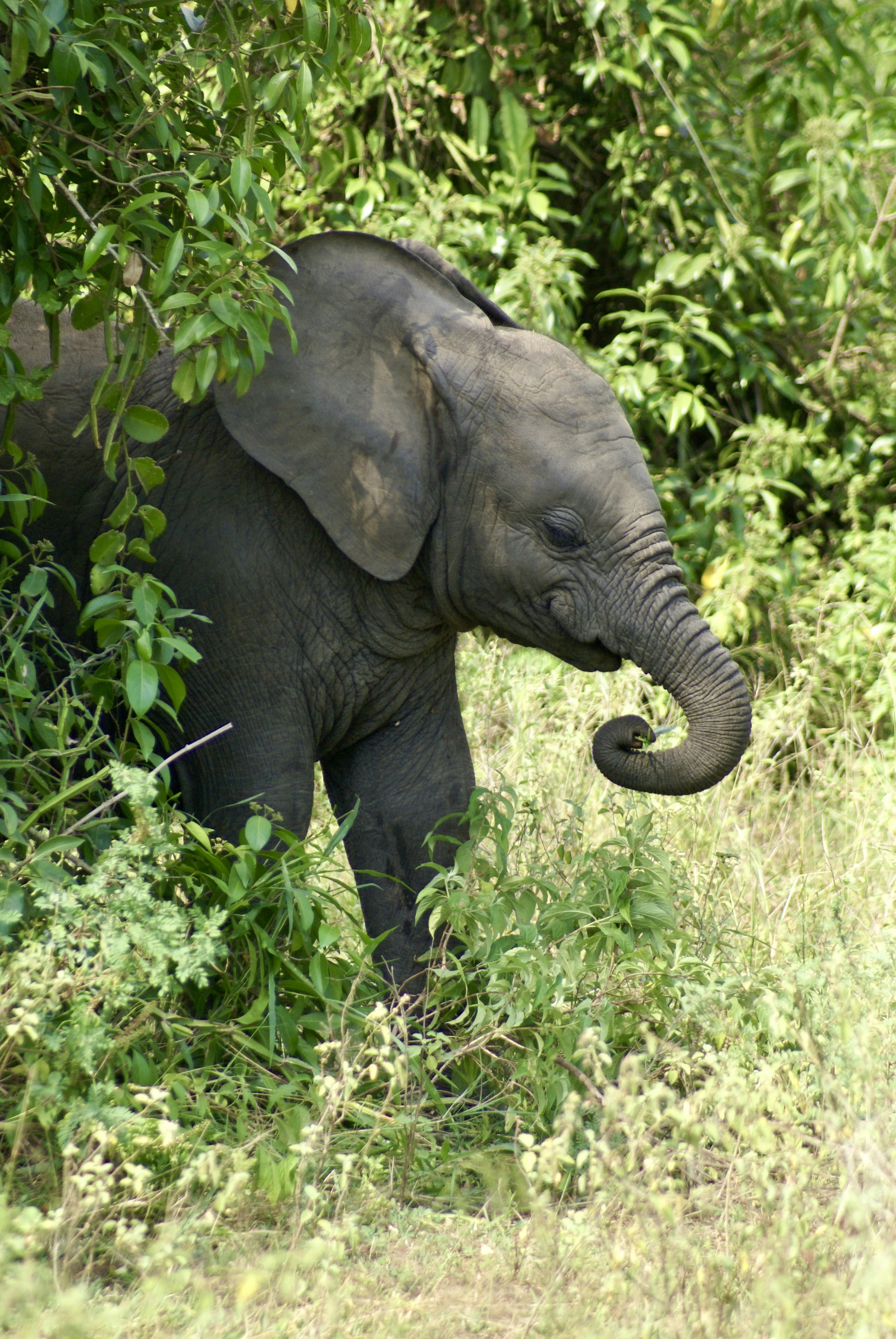 Ein Elefantenbaby steht im Gras