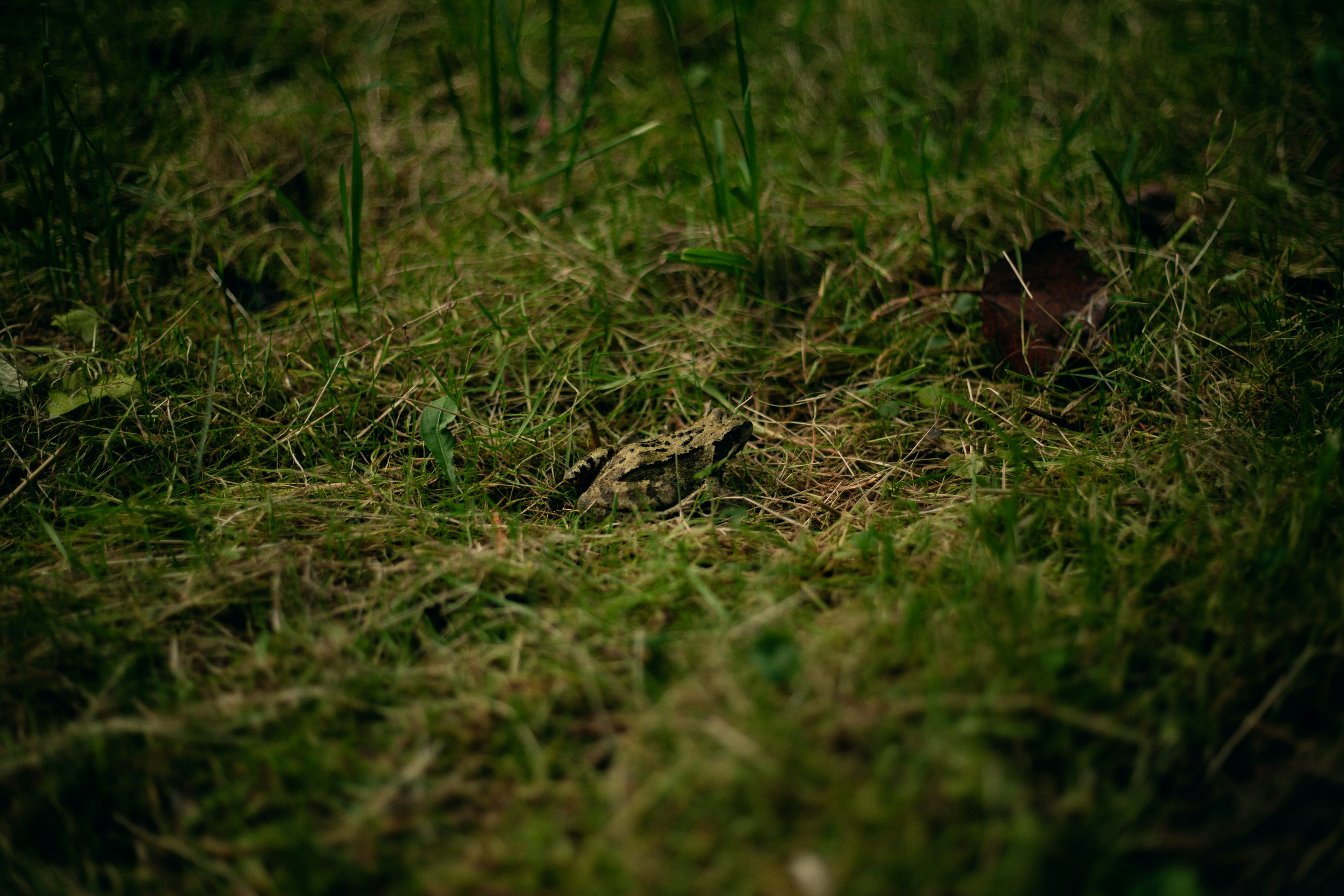 Un primo piano di un campo di erba con piccoli fiori