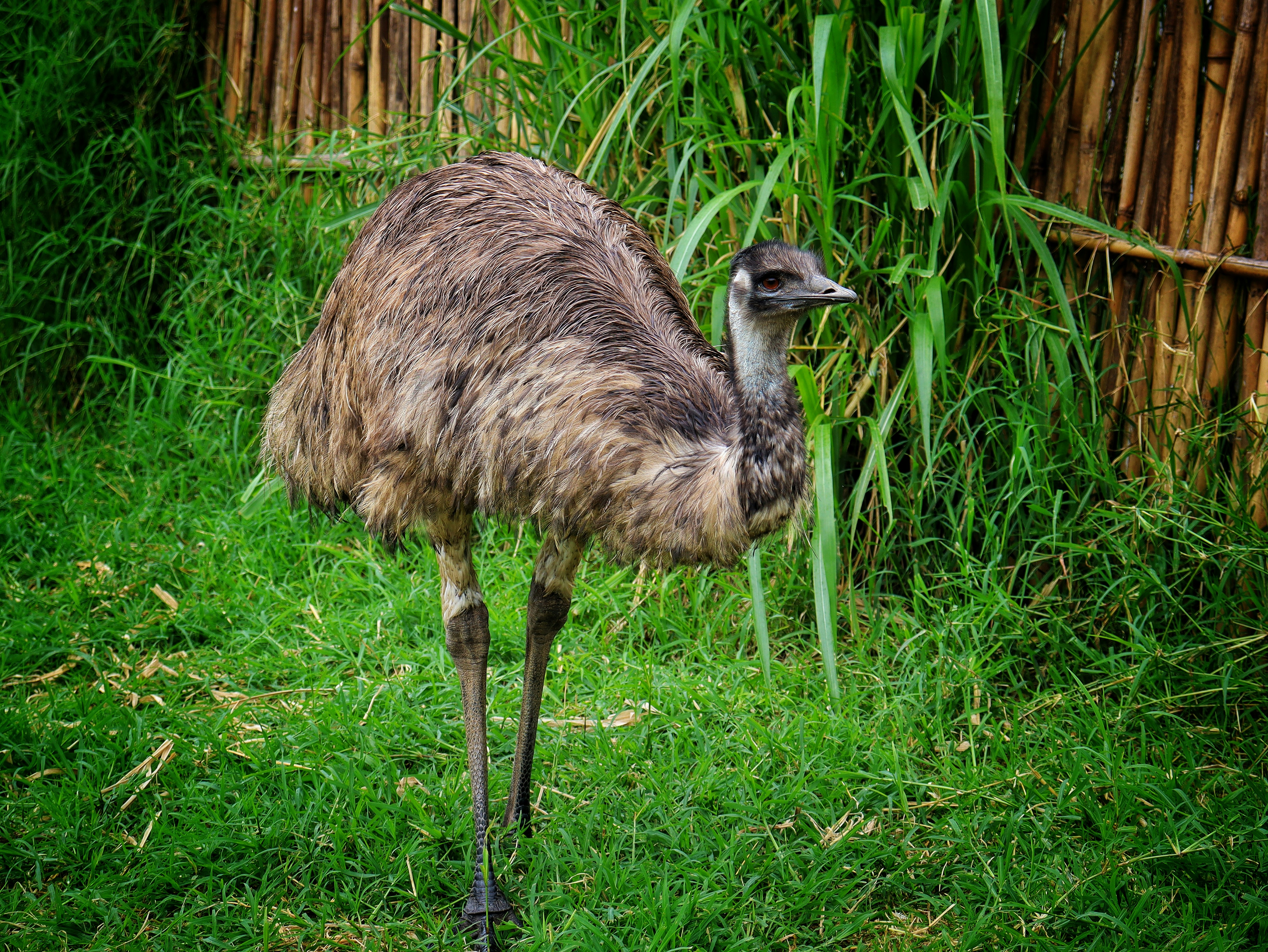 Photo by caio_delarolle