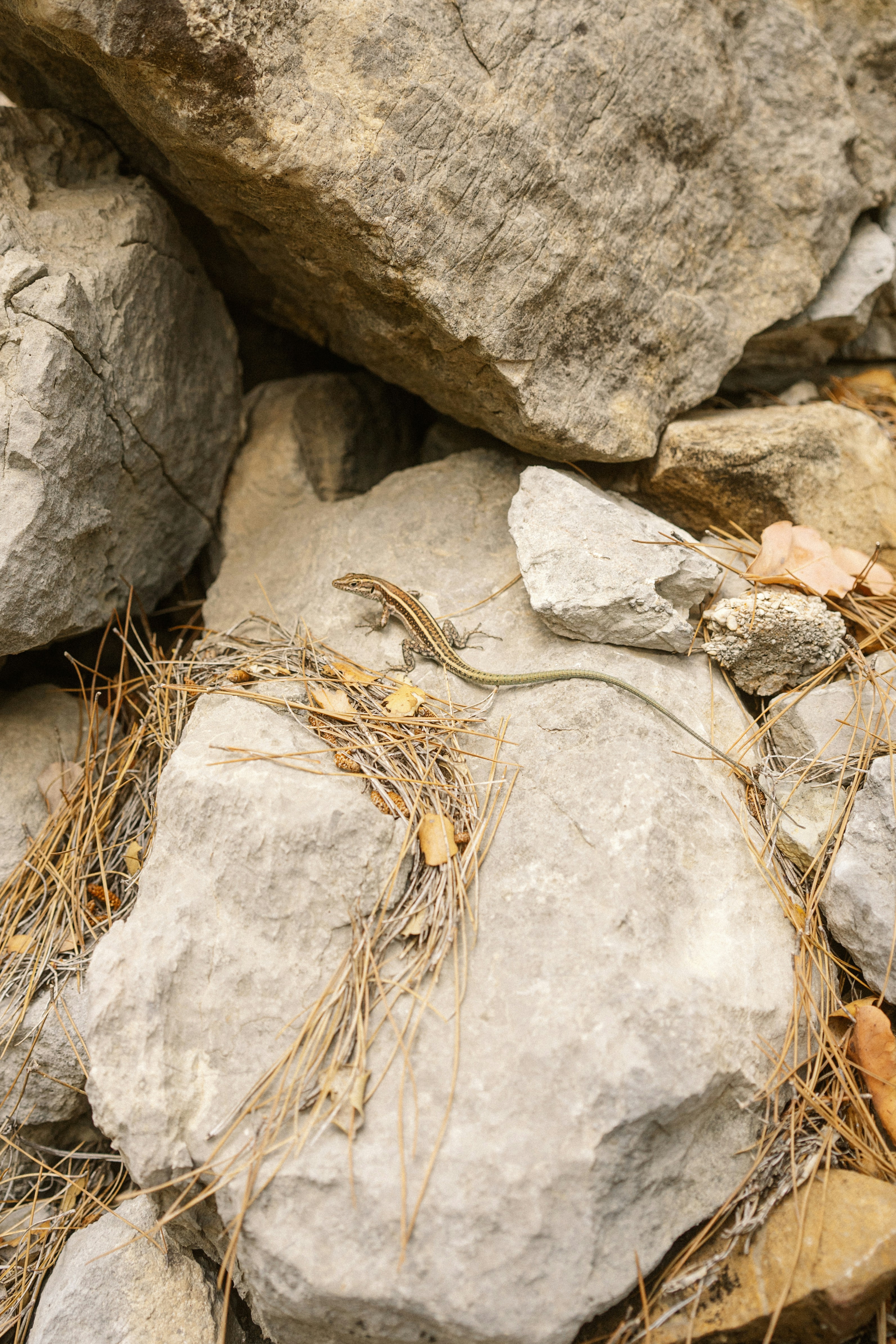 Photo by igorharrier