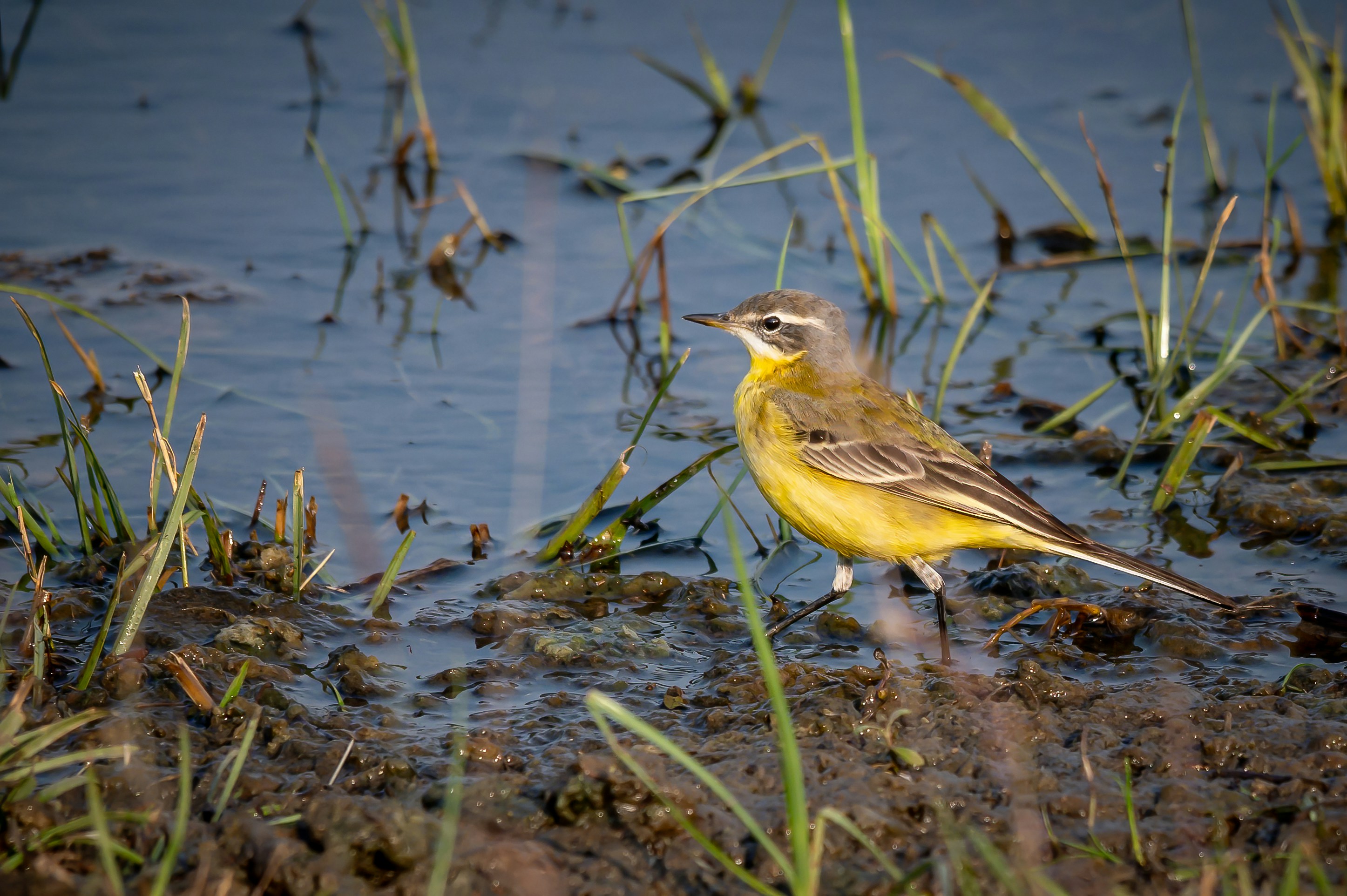 This vibrant image captures a Western Yellow Wagtail perched on the edge of a puddle. The bird's bright yellow plumage and contrasting grey head stand out against the muted tones of the muddy ground and the still water.