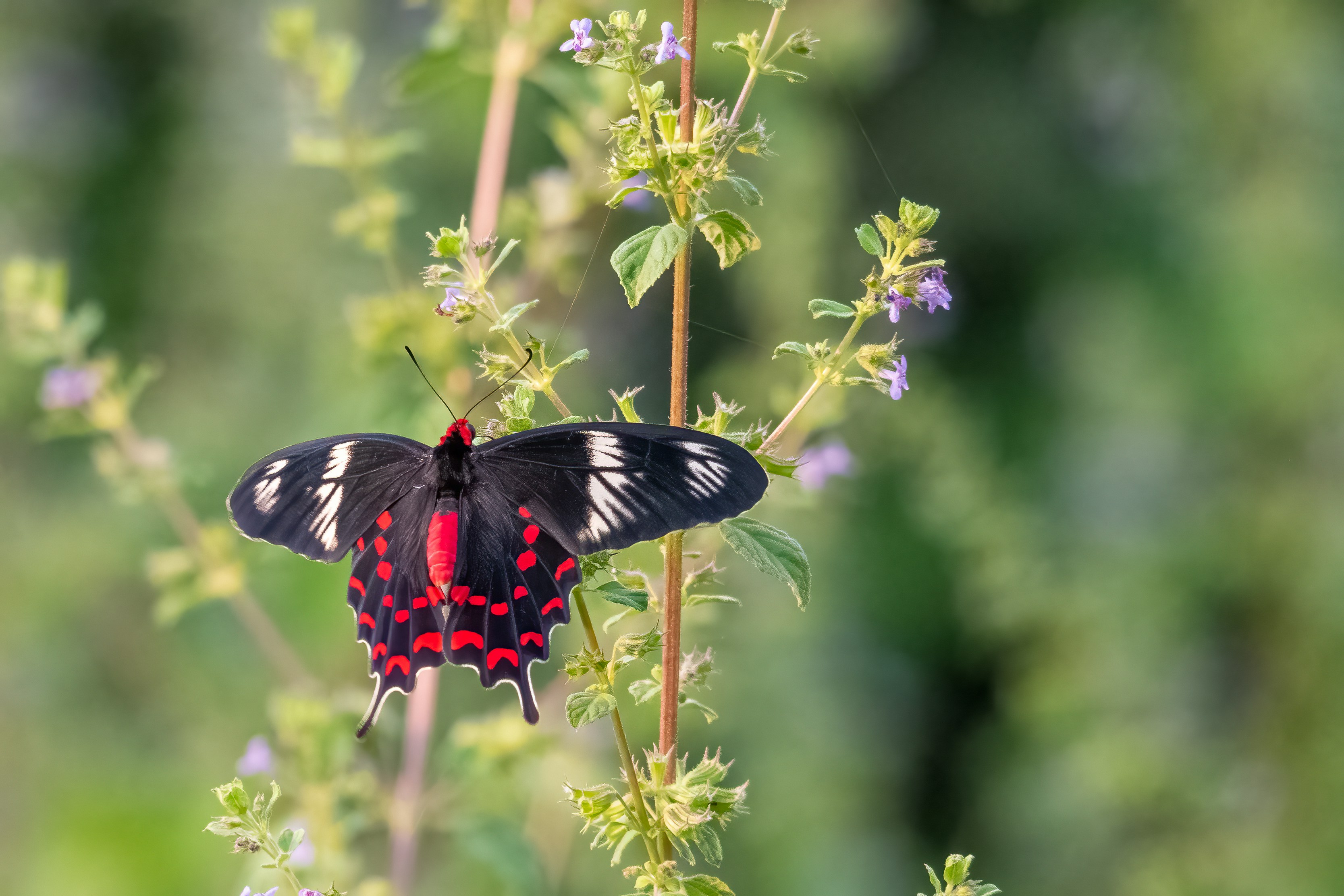 A black and red butterfly sitting on top of a plant