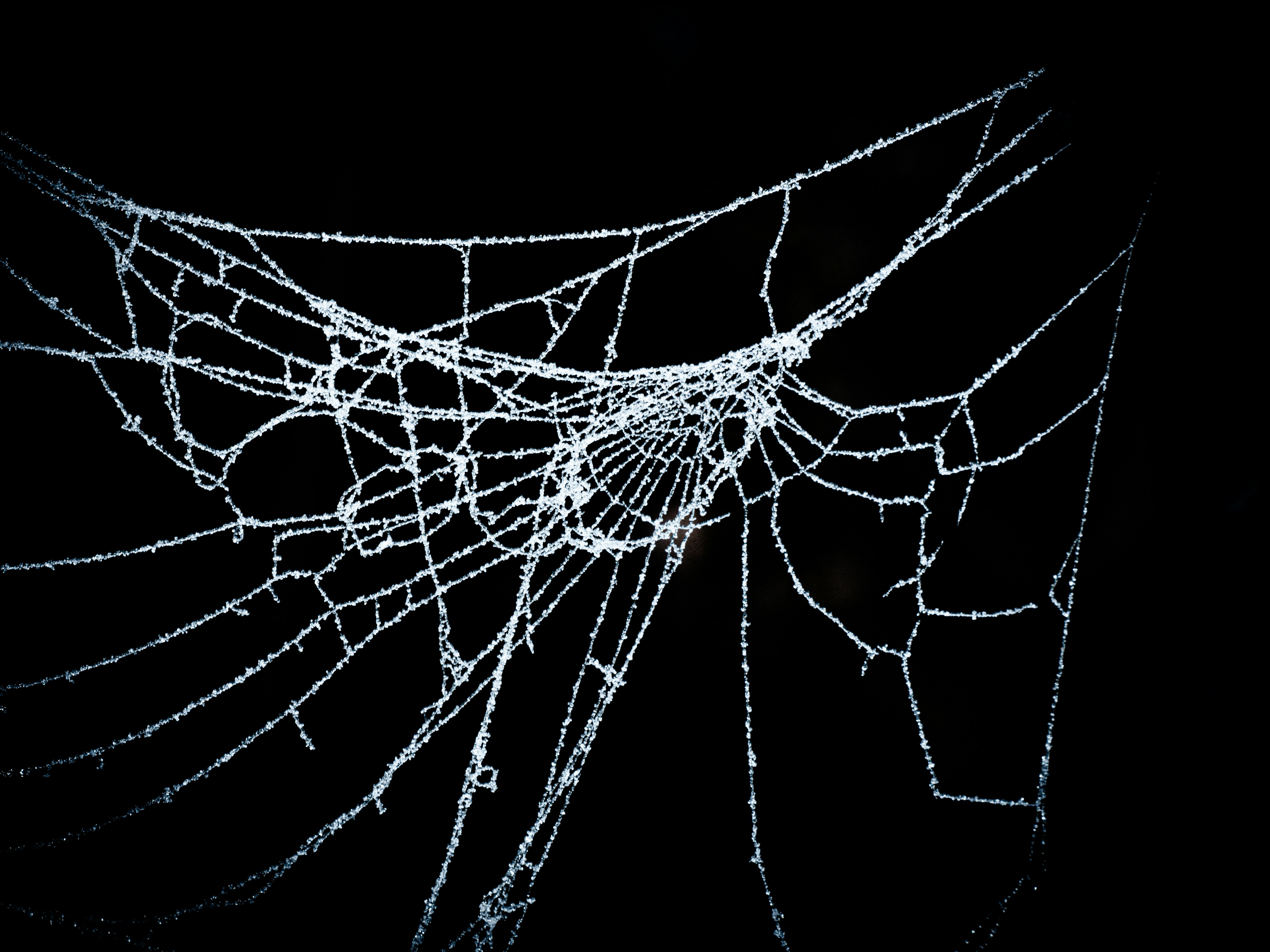 A spider web is shown in the dark