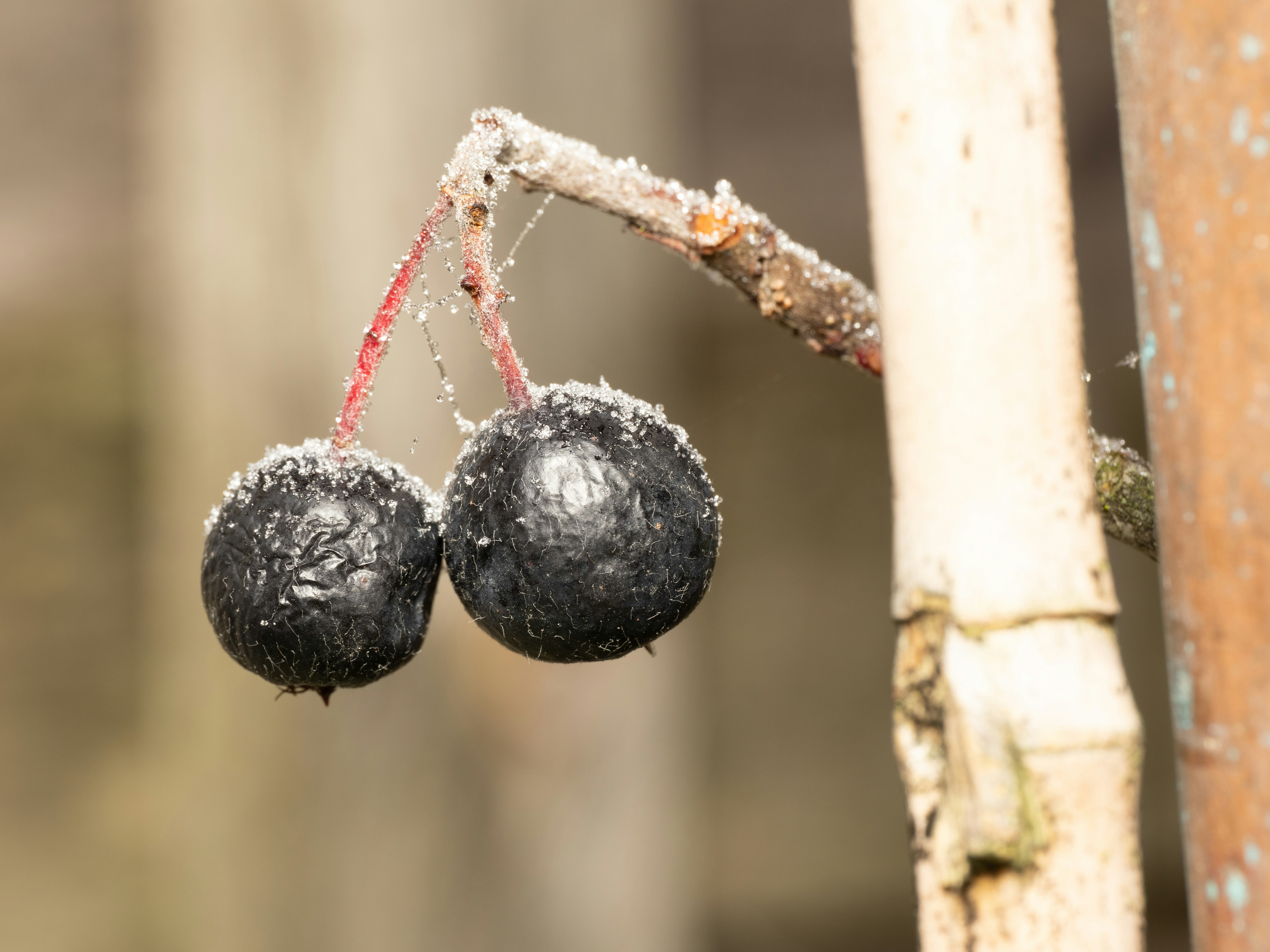 Photo by abushihabmarey