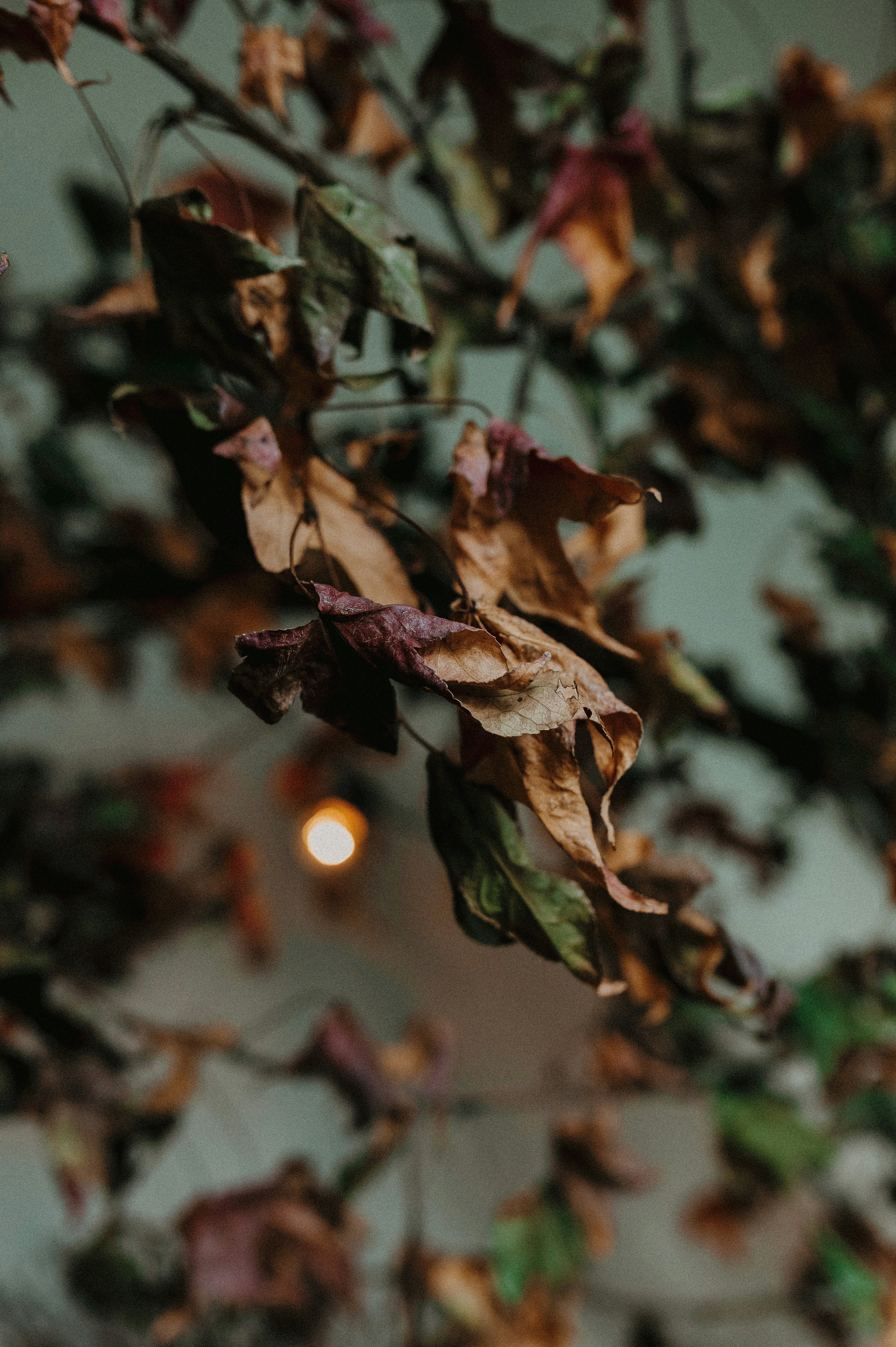 Photo by jonathanborba