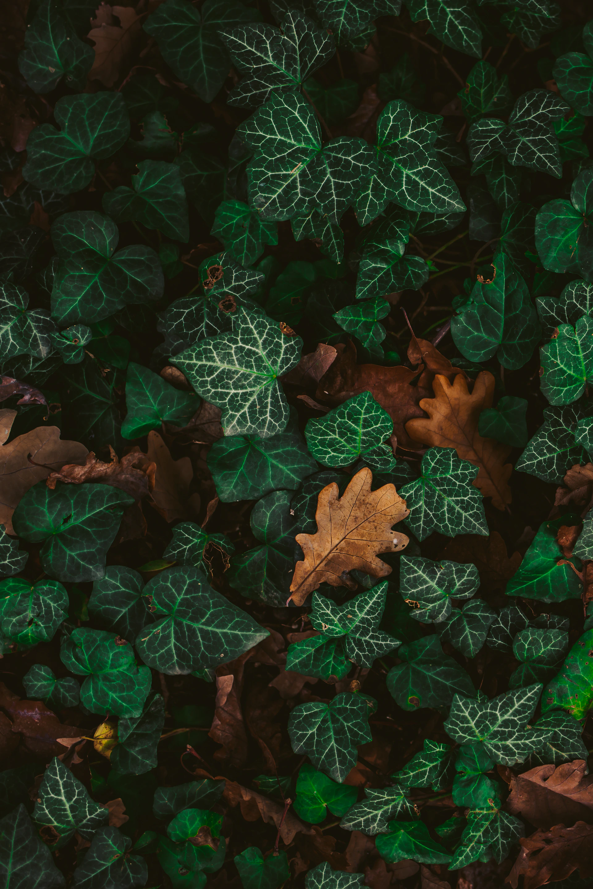 A bunch of leaves that are laying on the ground