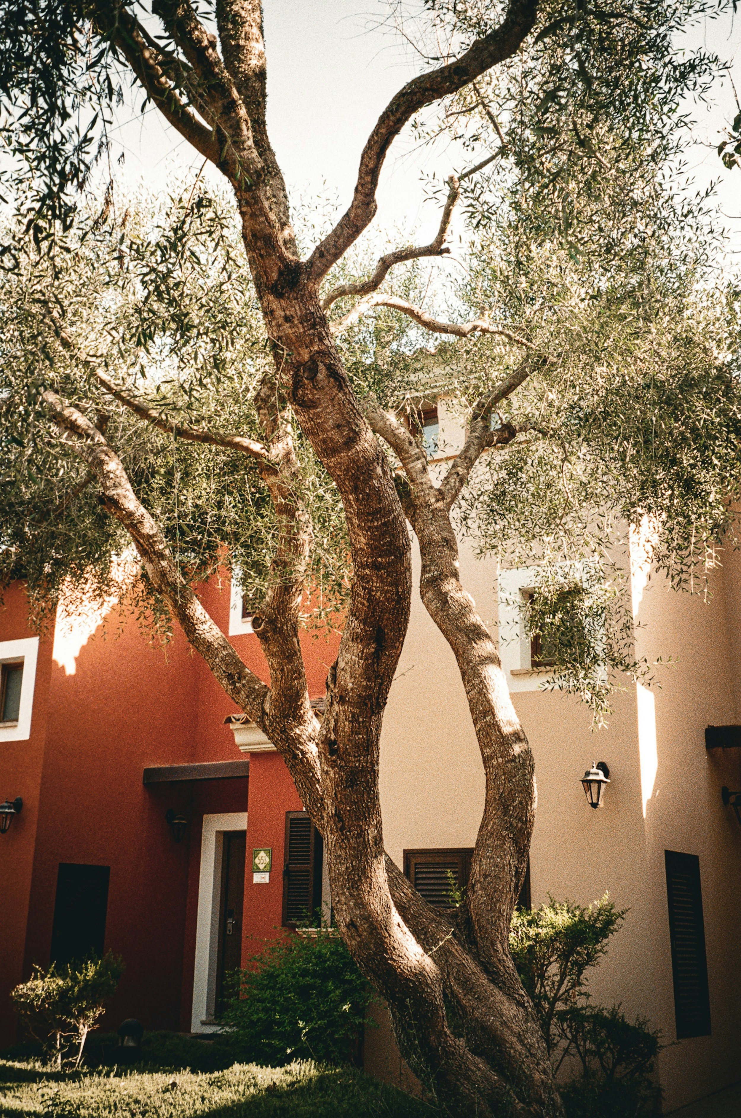 A large tree in front of a building
