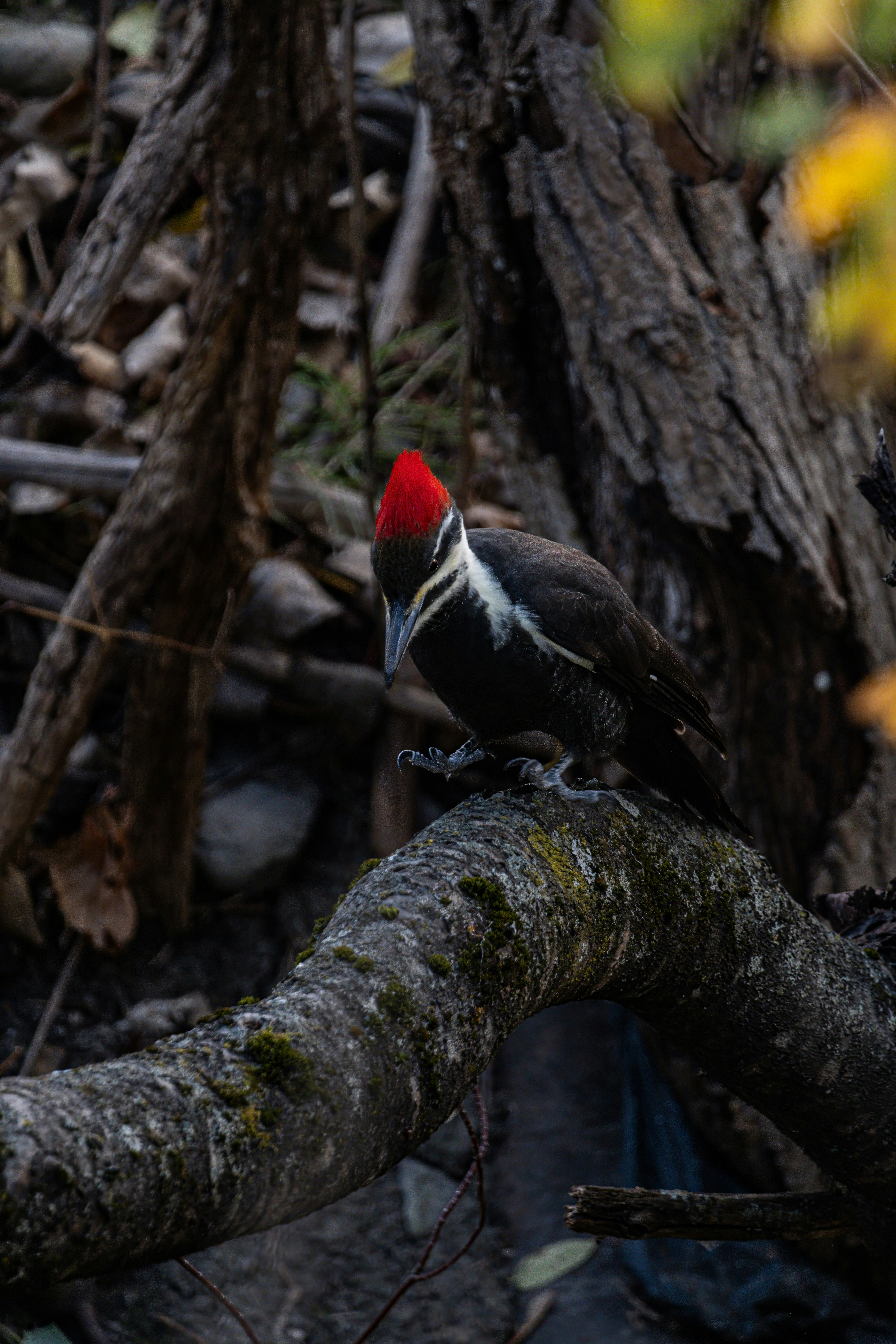 Photo by alexandredaoust