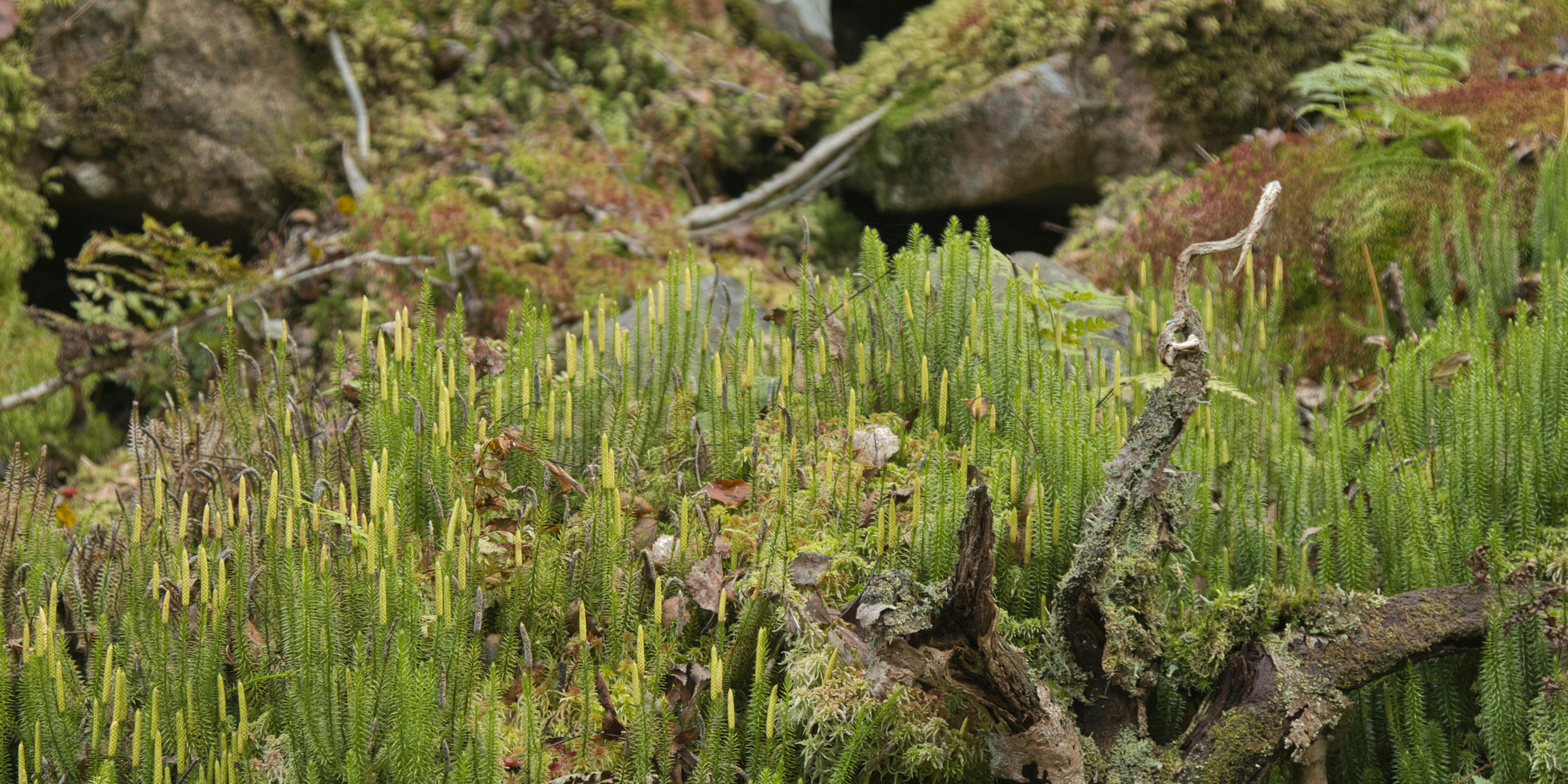 A forest filled with lots of green plants