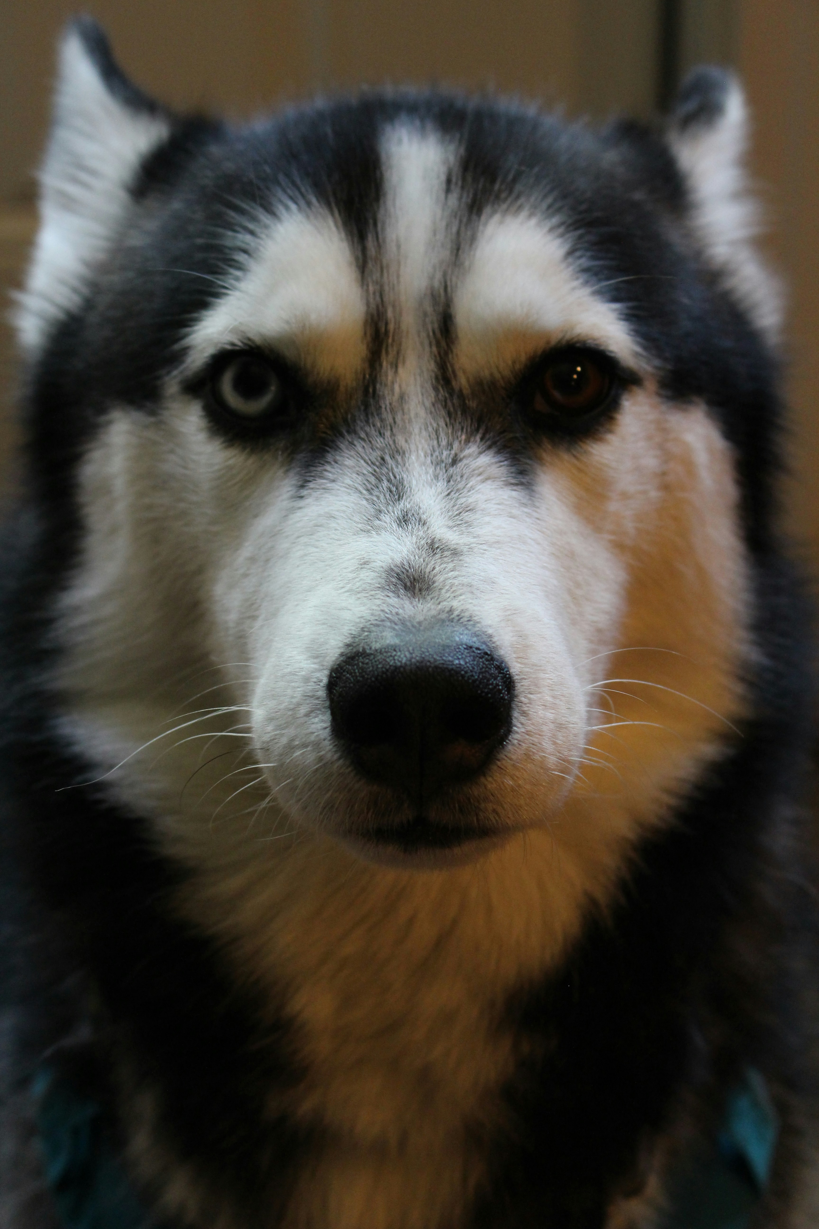Images de Fond D'écran Husky | Téléchargez des images gratuites sur Unsplash, image size:3000x4500