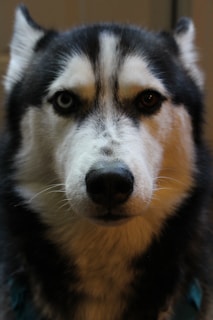 A black and white dog with a blue collar