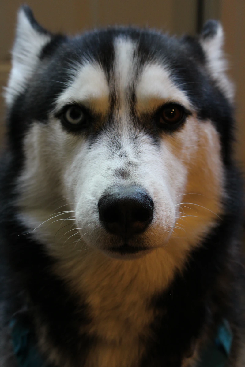 How to Stop Dog Barking: Practical Dog Barking Solutions for Excessive Barking