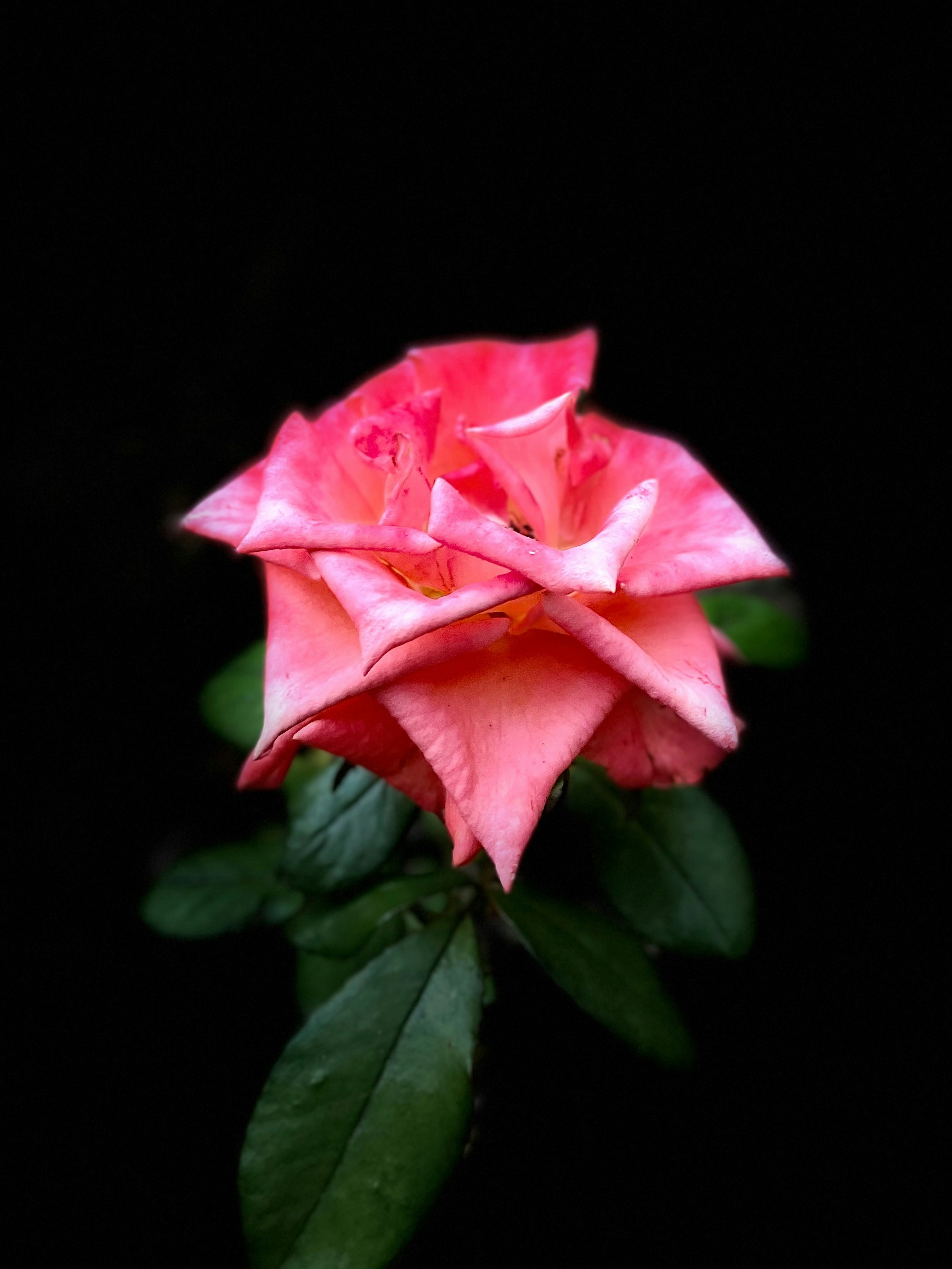 A pink rose with green leaves on a black background