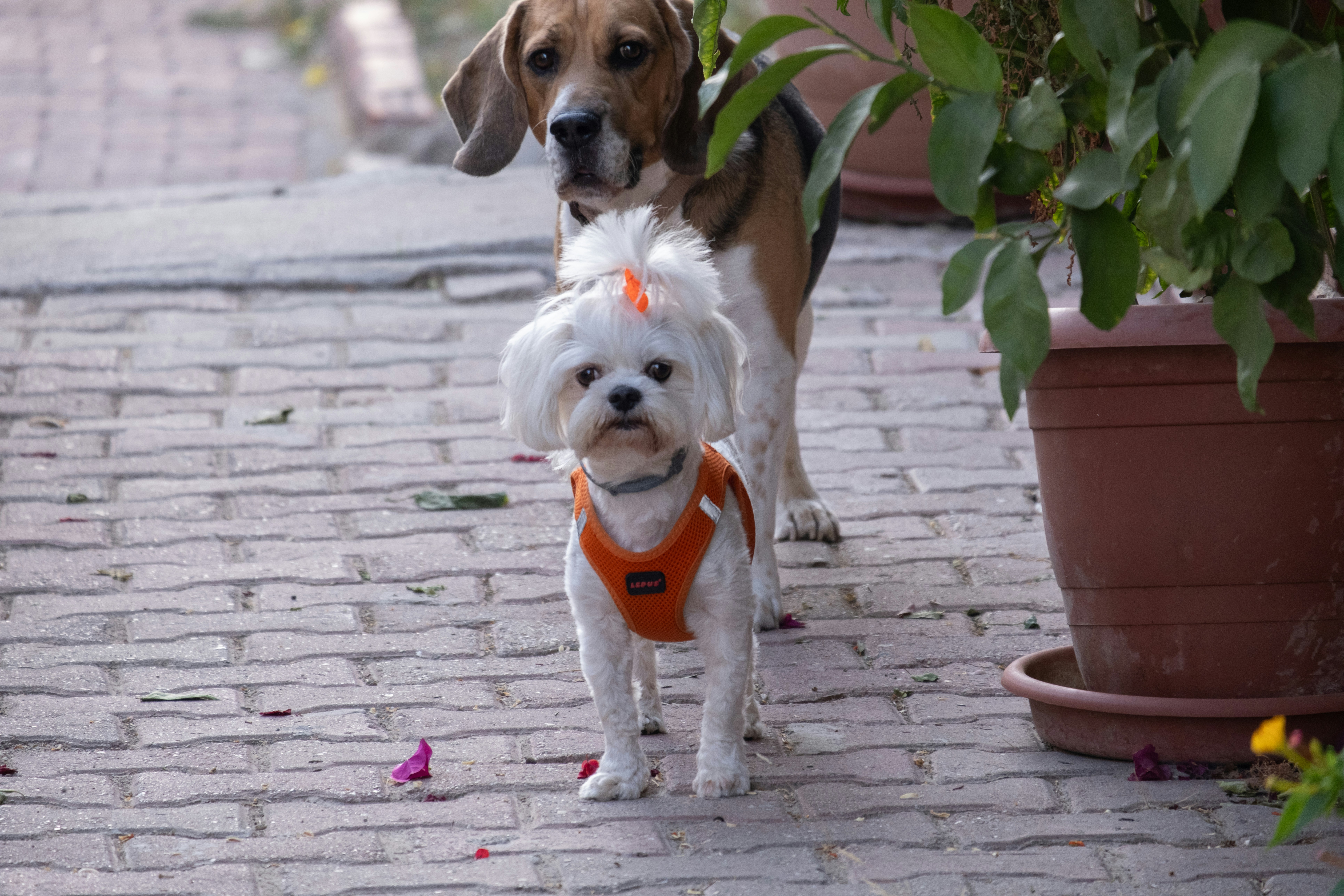A couple of small dogs standing next to each other
