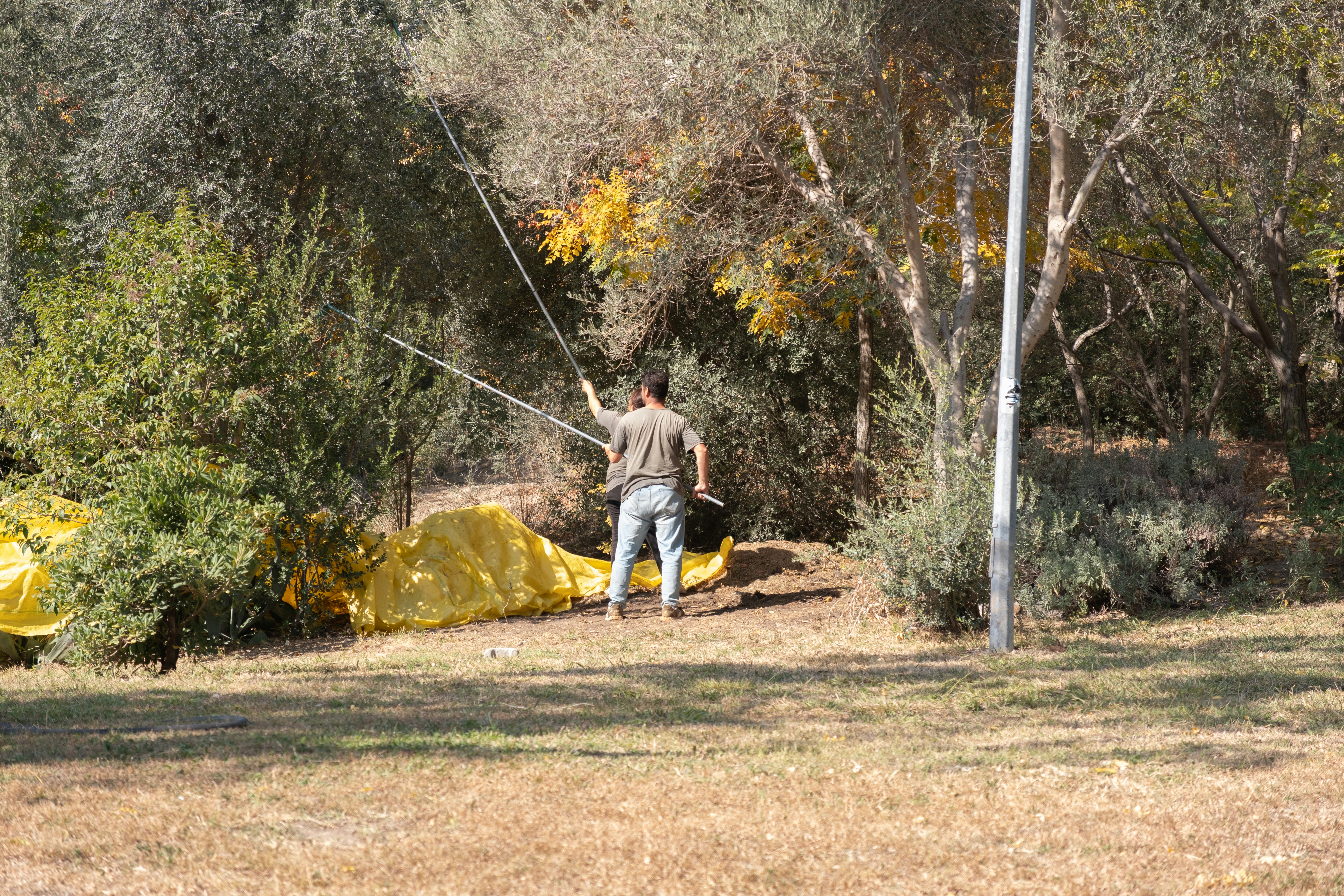People harvesting olives from a tree onto tarps.