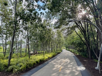A street with trees on both sides of it