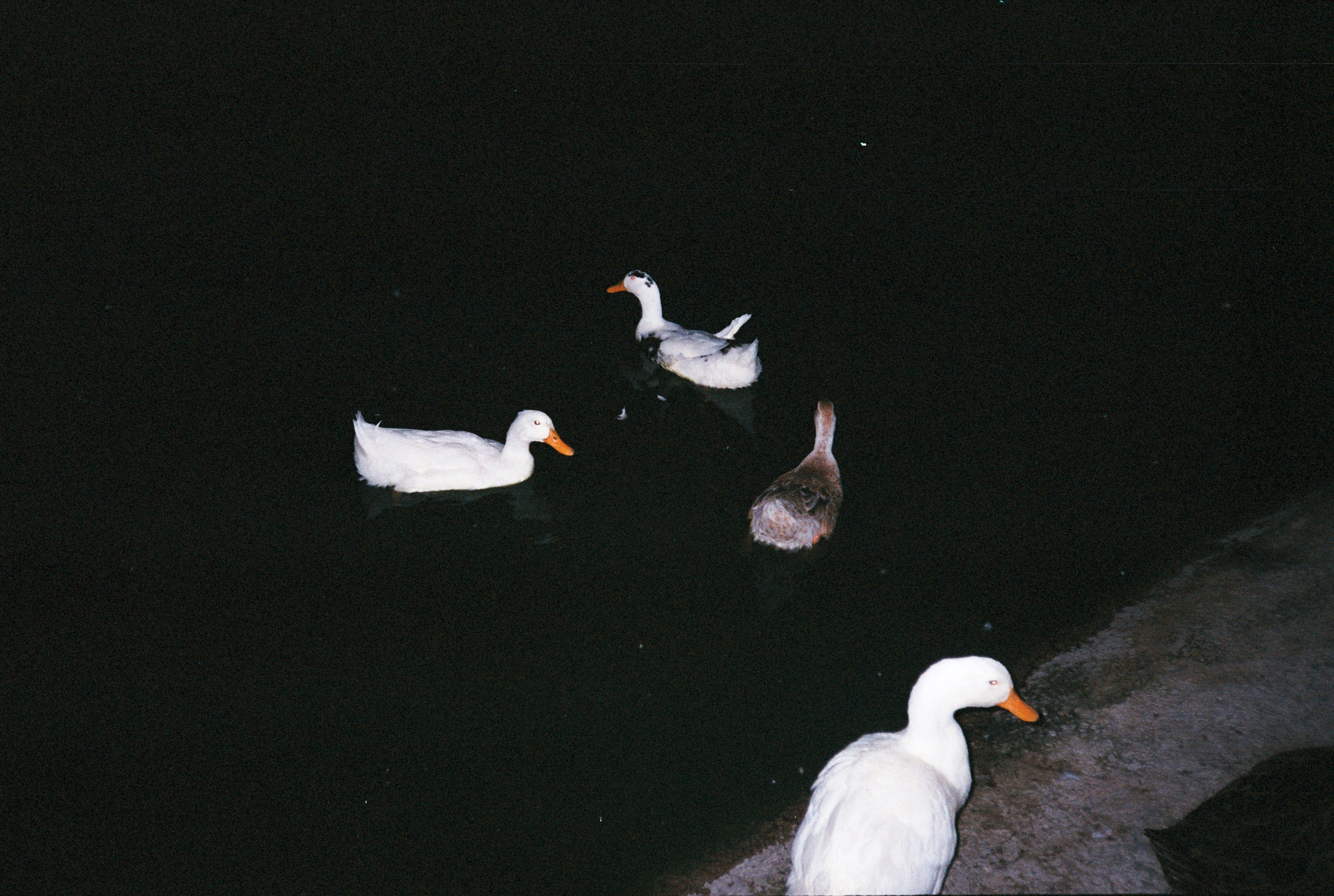 A group of ducks standing next to each other