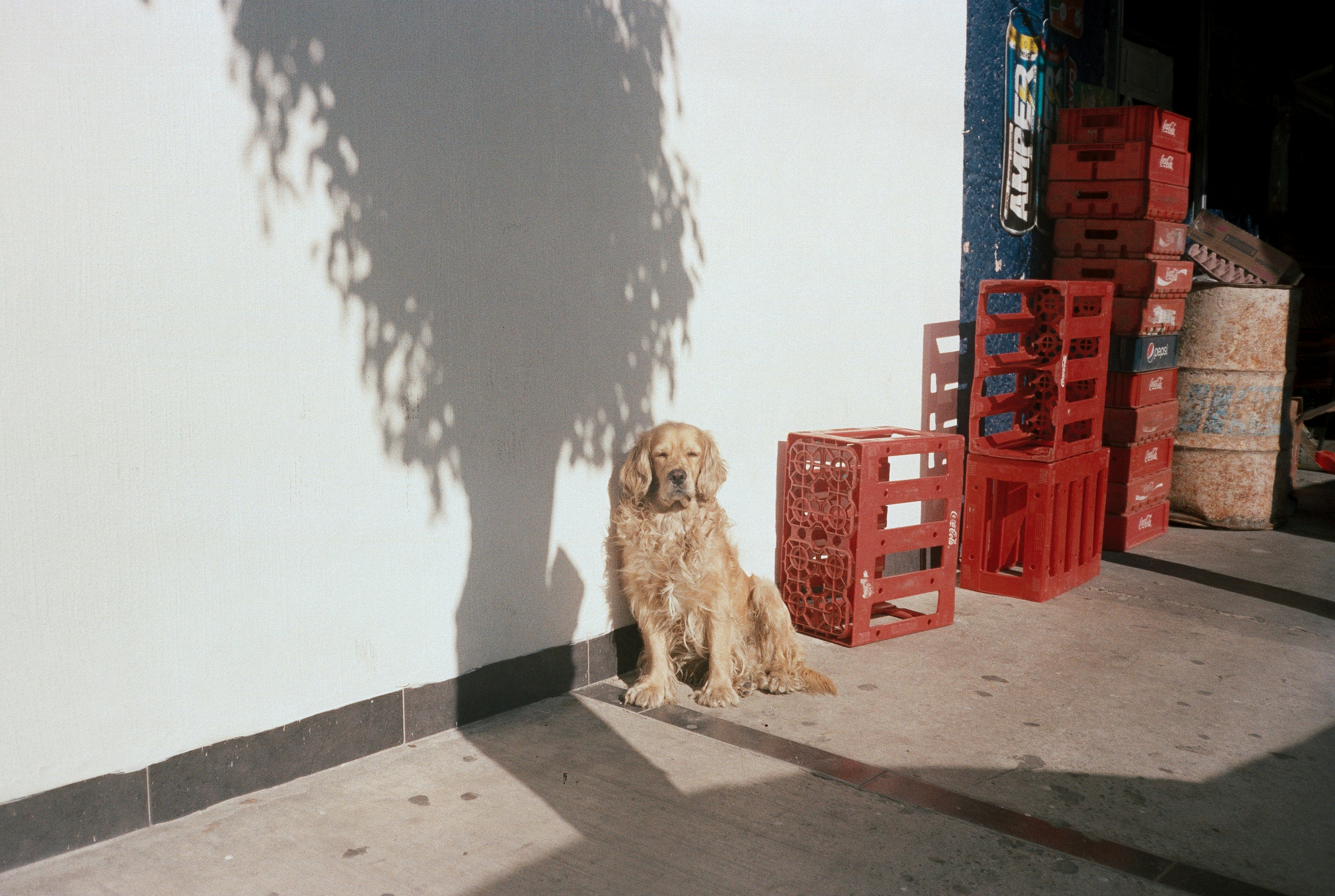 Viaggiare per aiutare gli animali. Holbox, Yucatán, Messico.. Foto di Evelyn Verdín.