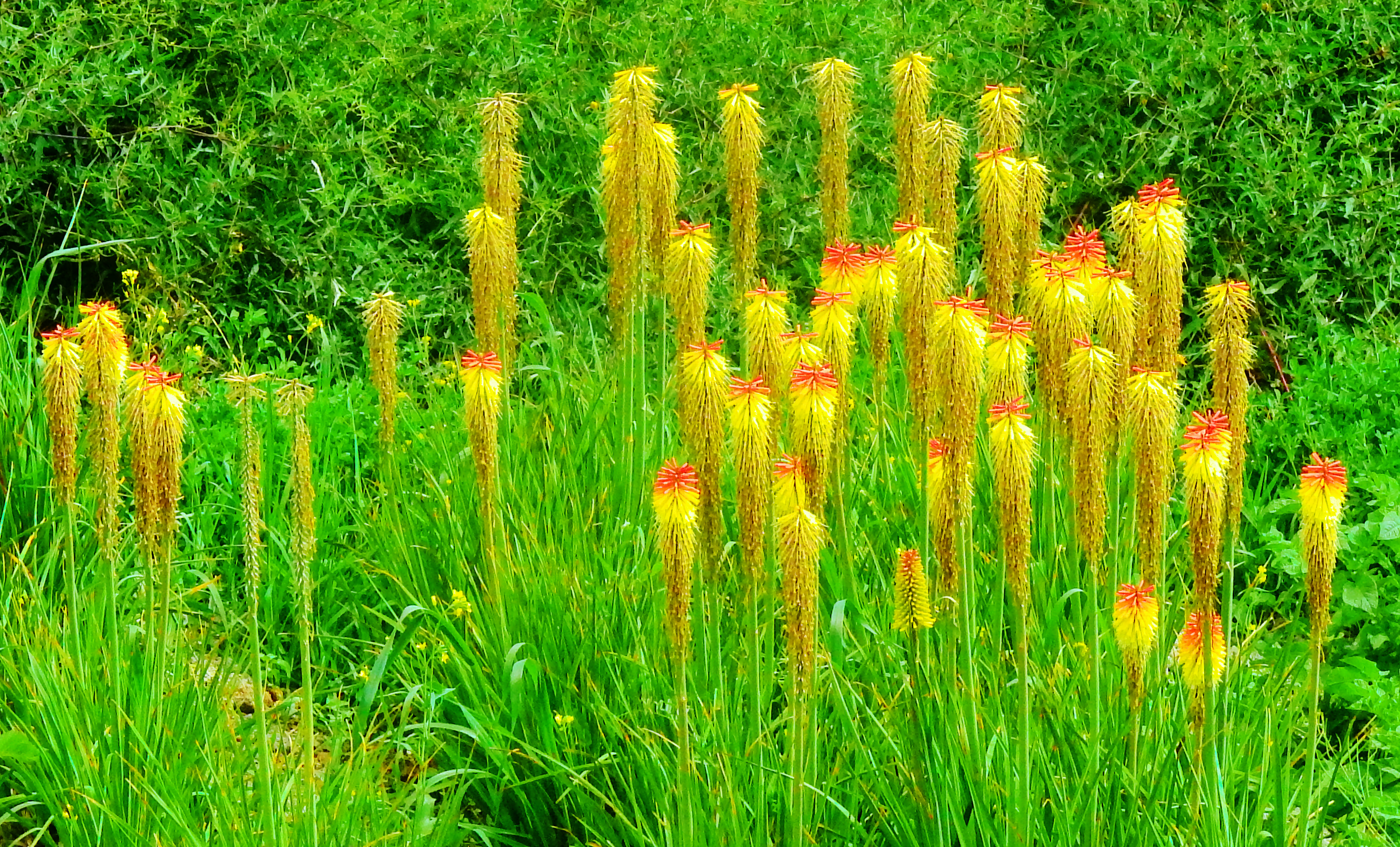 Gelbe und rote Blüten auf einer Rasenfläche