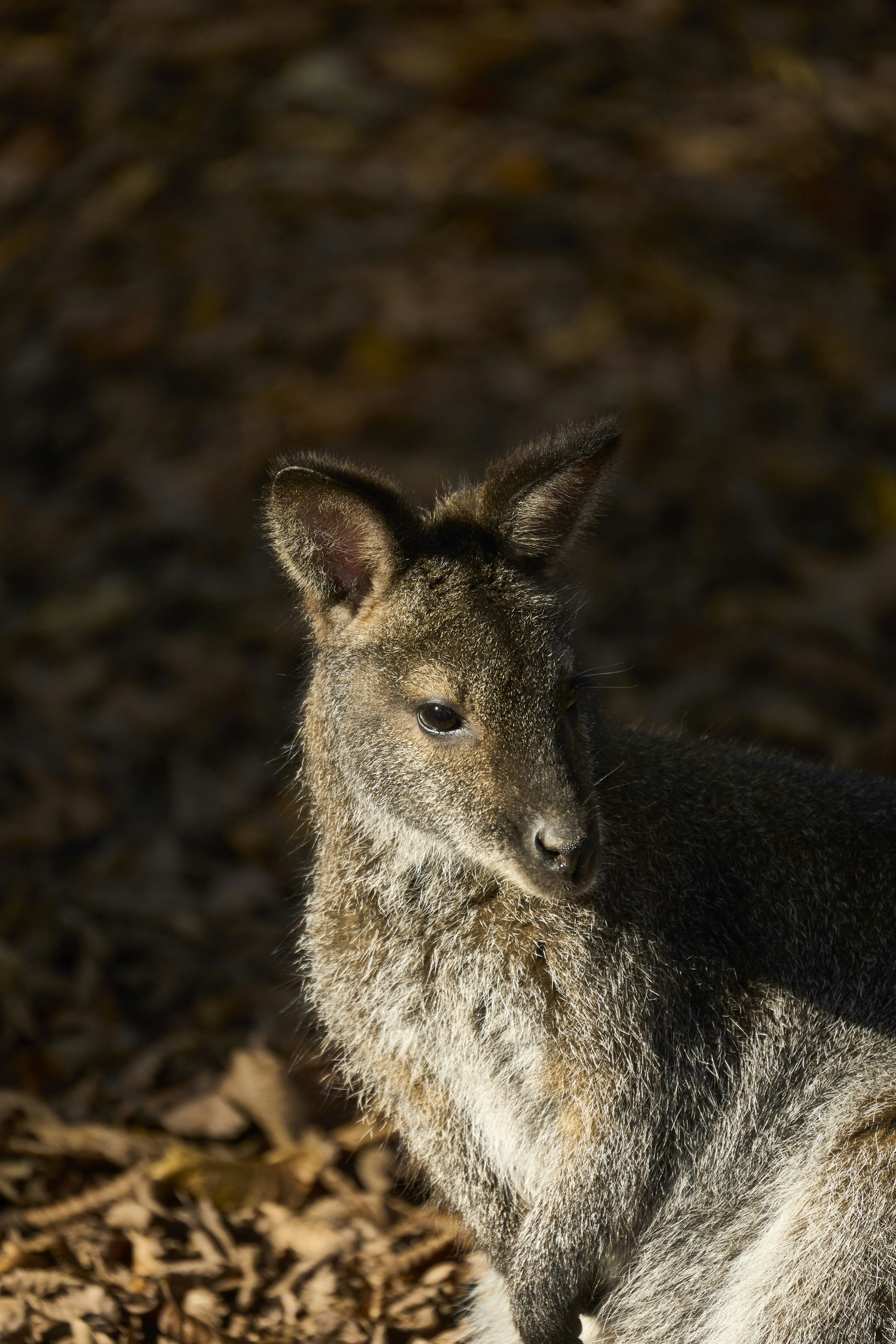 Photo by wolfgang_hasselmann