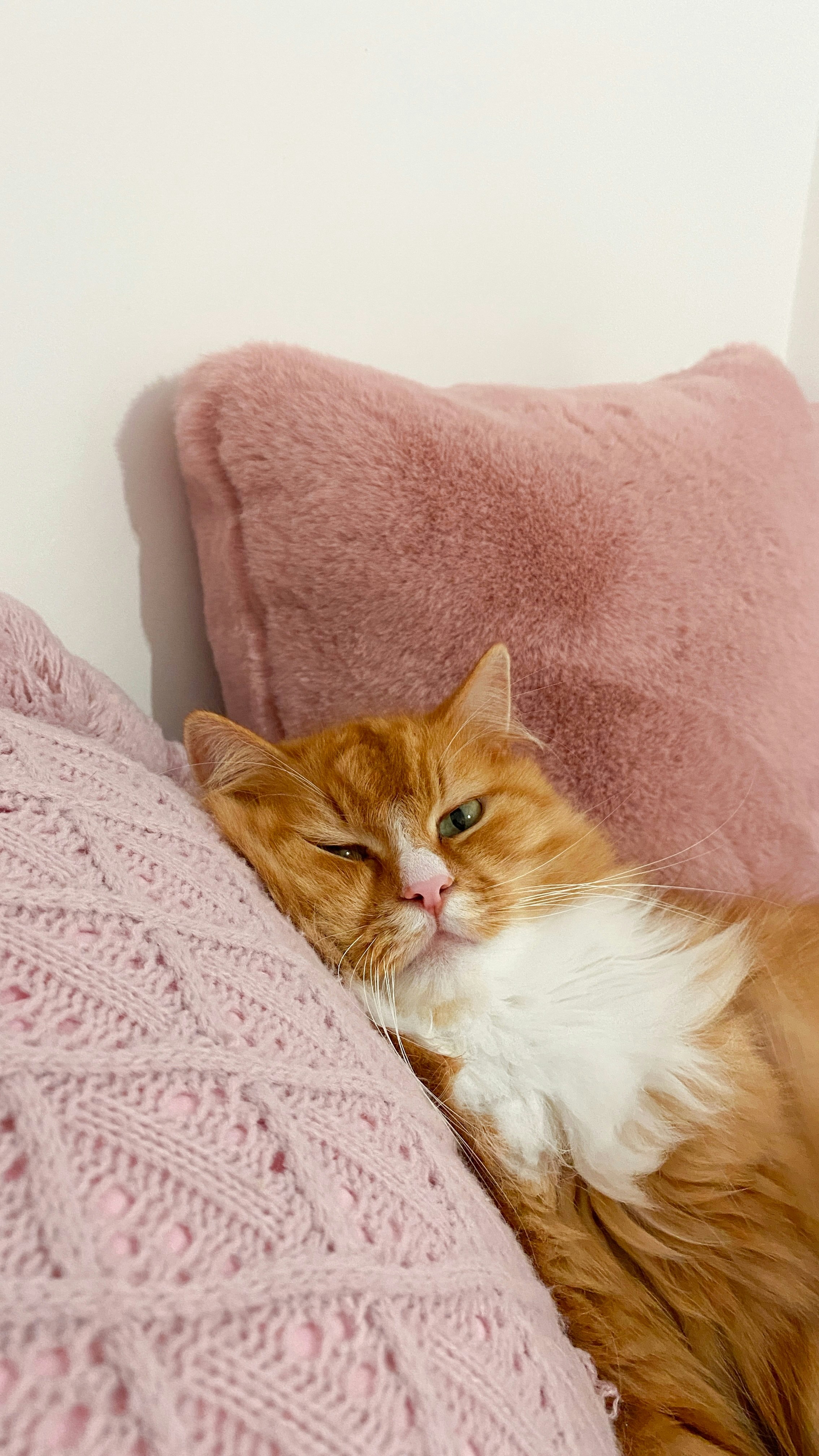 An orange and white cat laying on a pink pillow photo – Free Брест ...