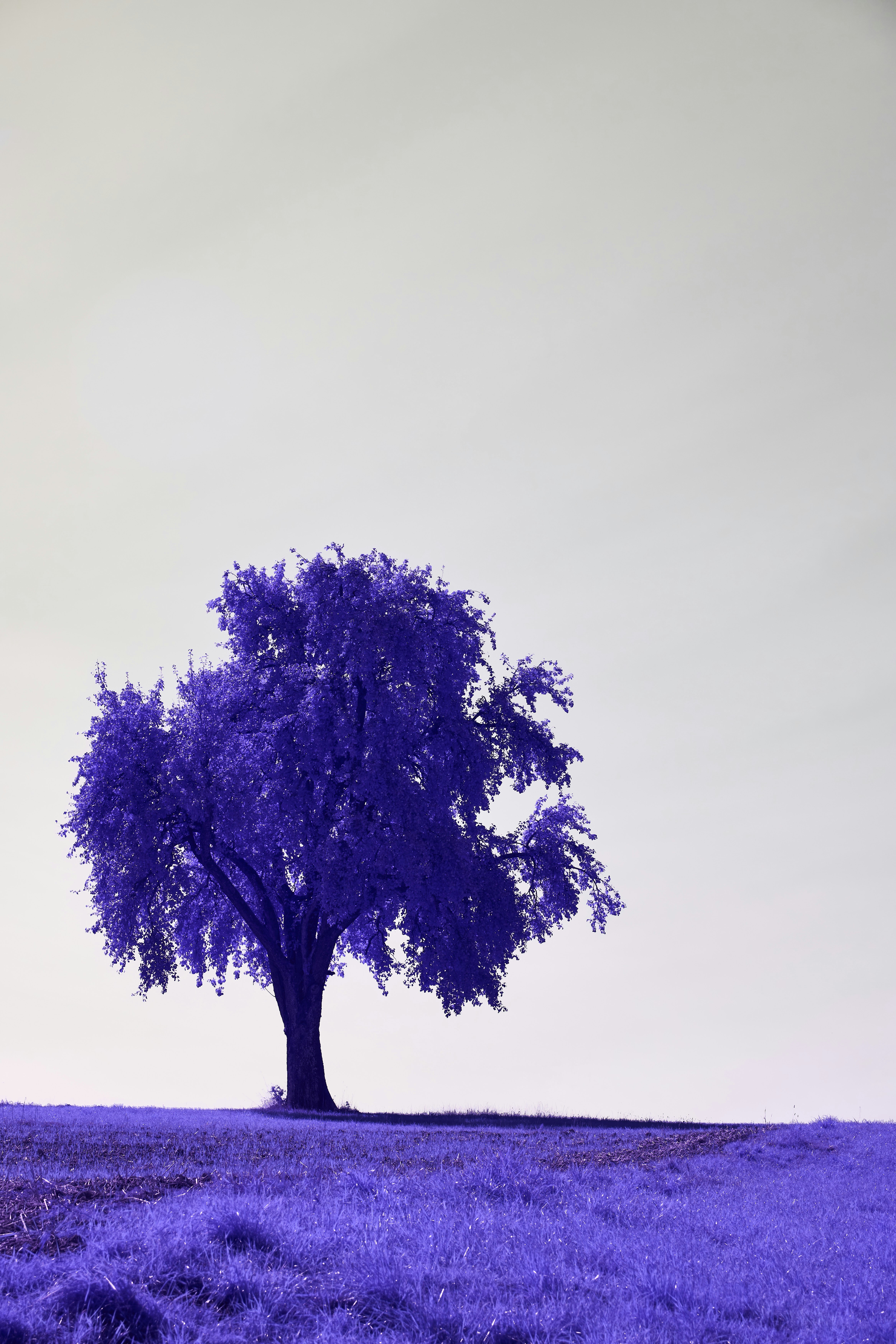 Photo by wolfgang_hasselmann