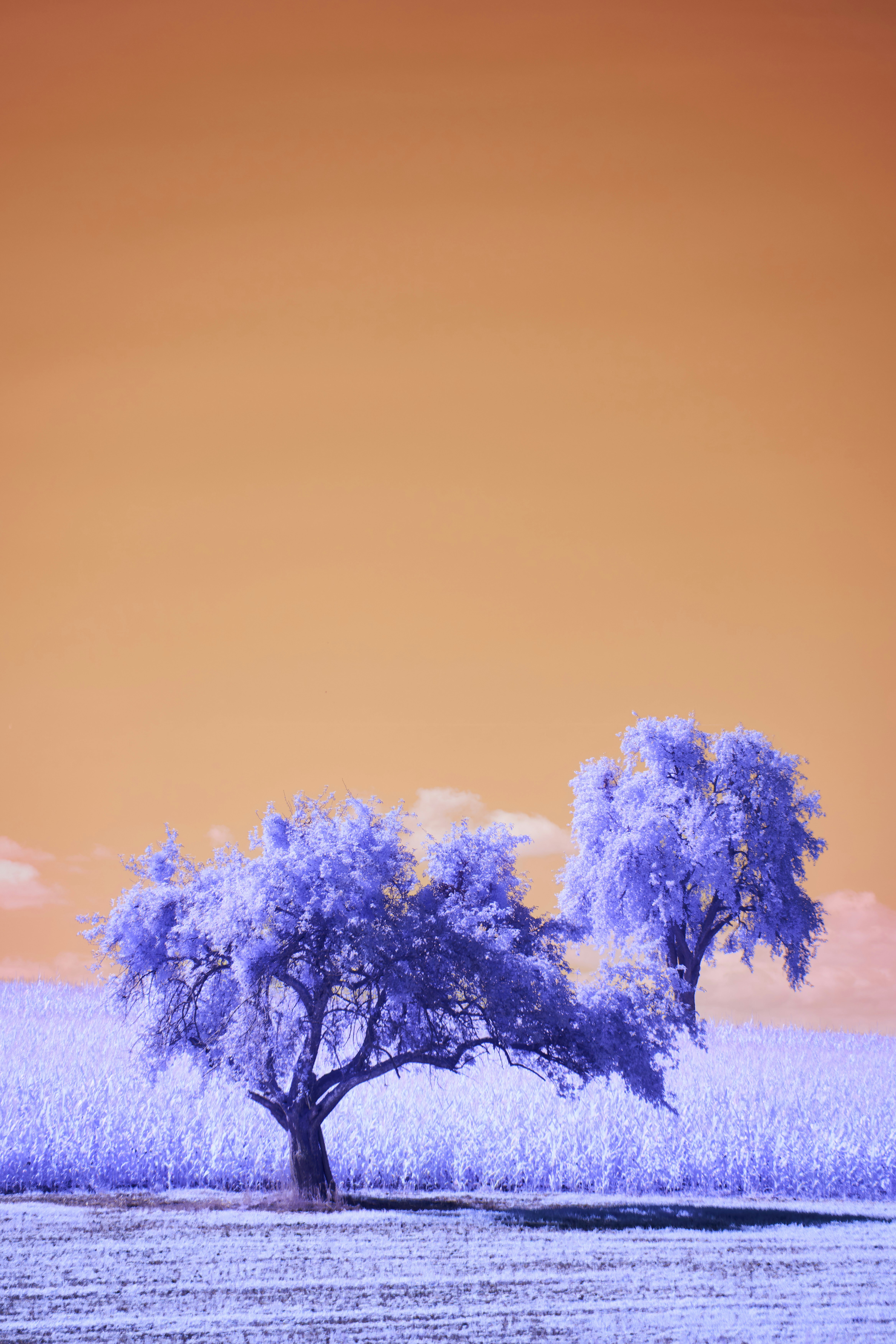 Photo by wolfgang_hasselmann