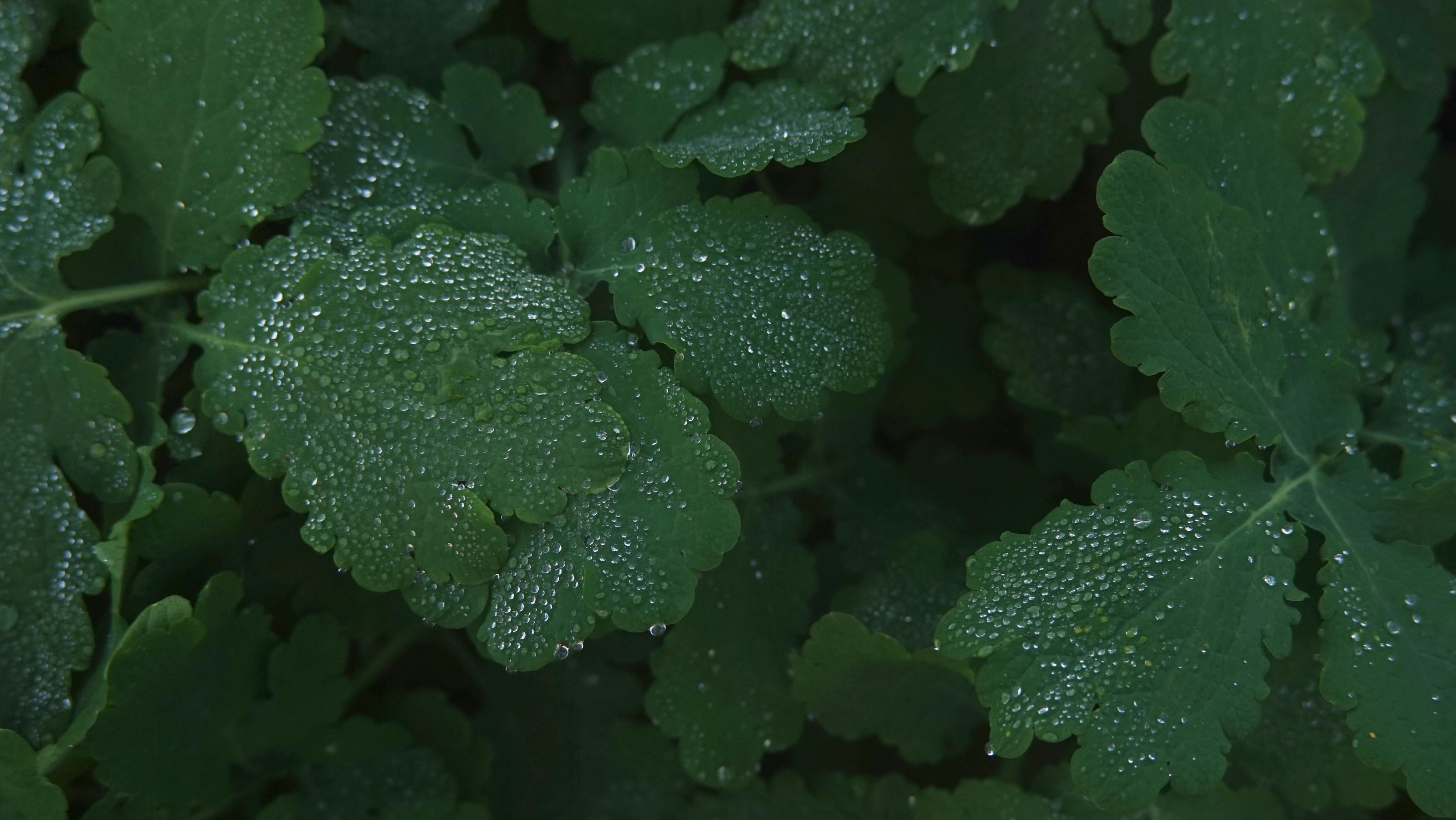 A close up of a leafy plant with drops of water on it