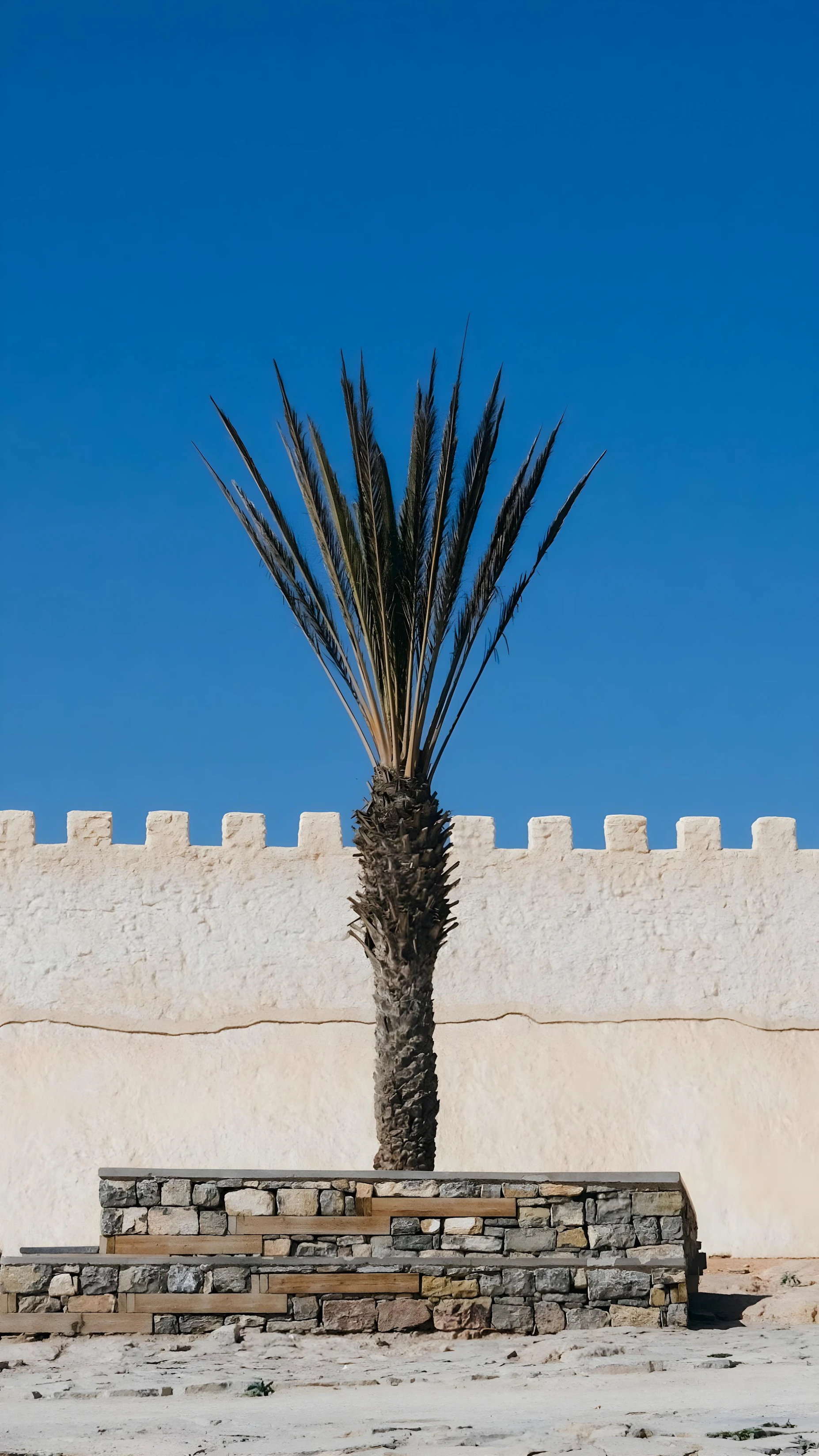 Palm trees framing the blue sky