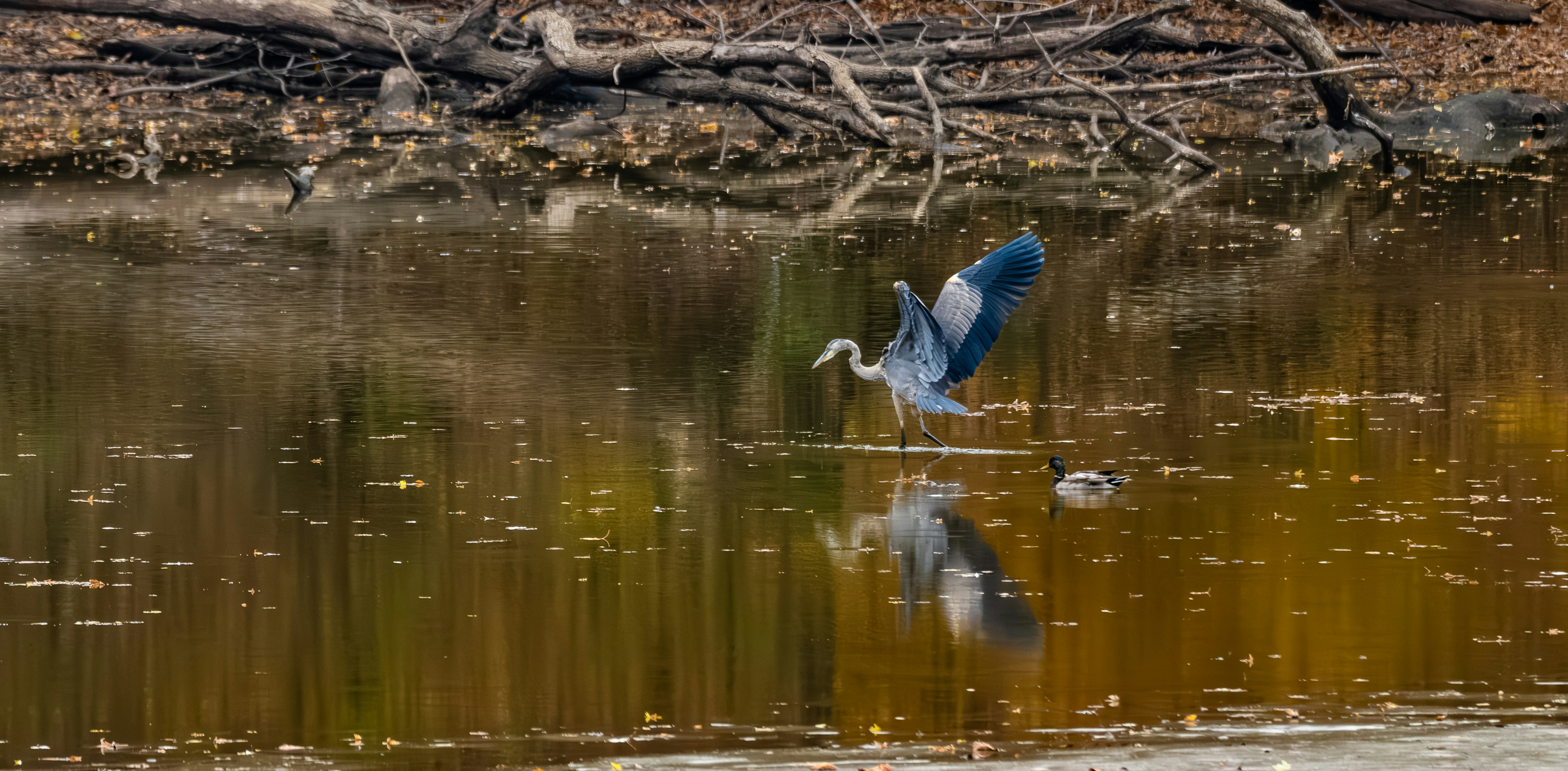 Photo by ryangrewell