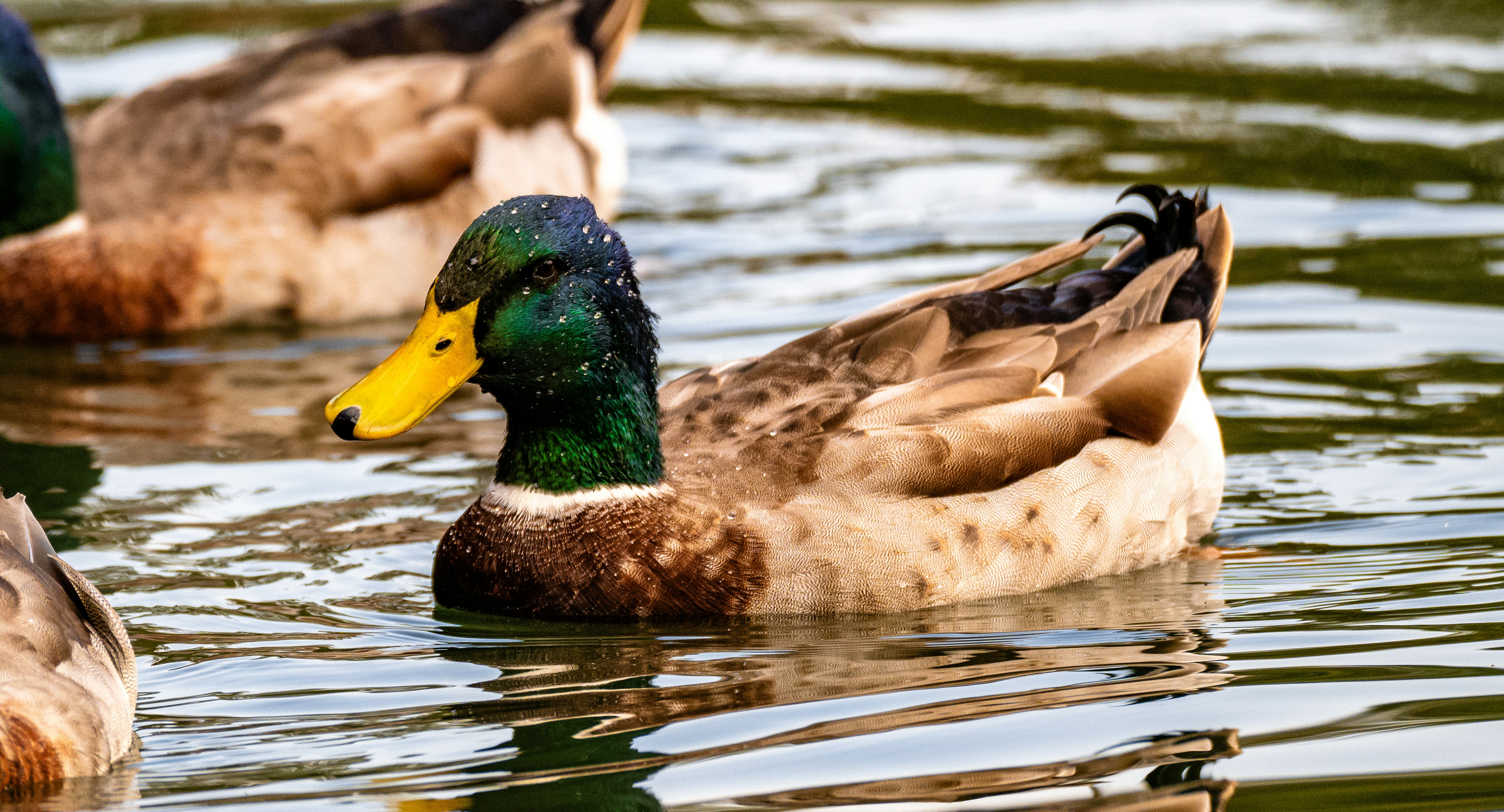 Photo by ryangrewell