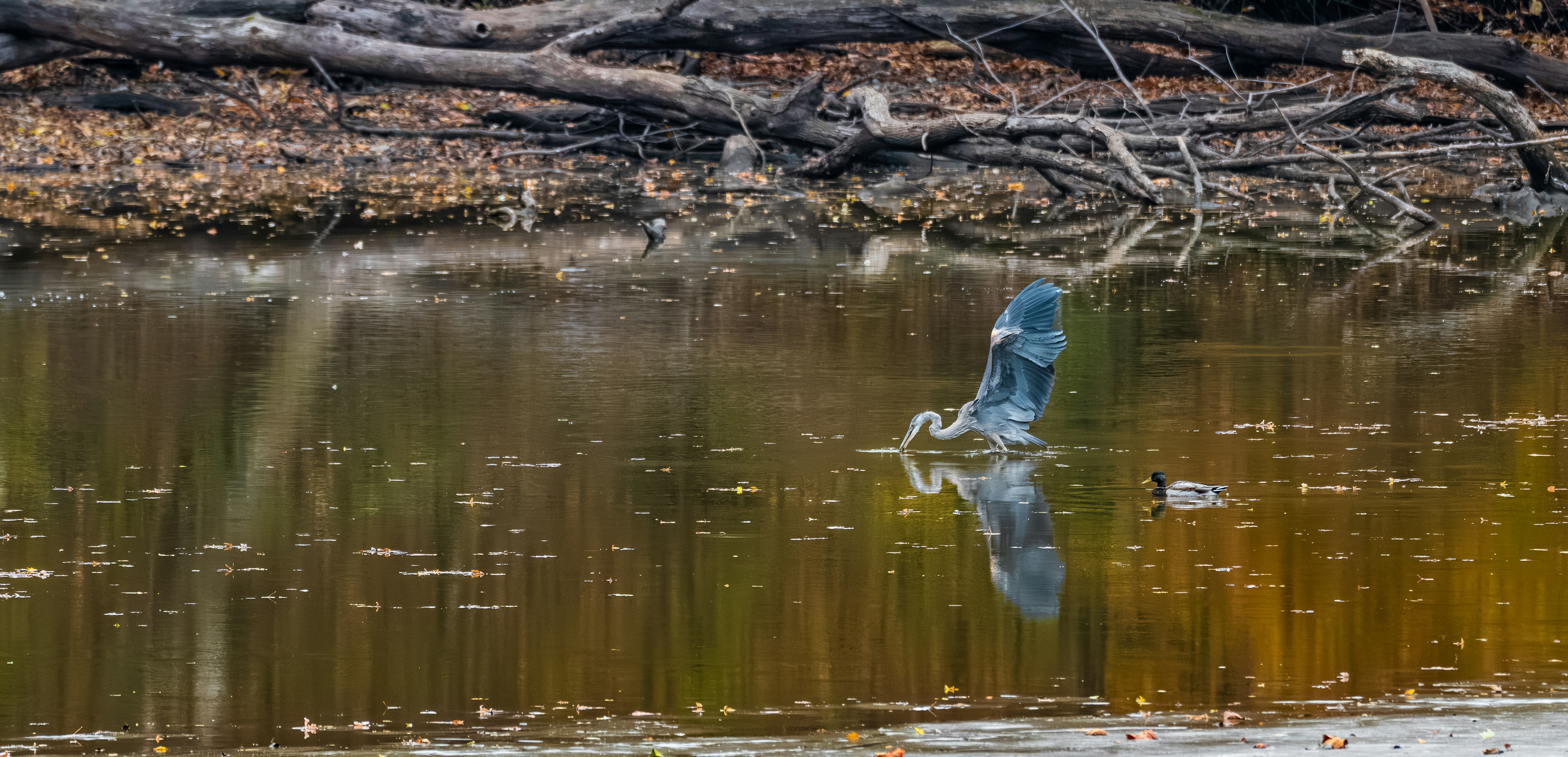 Photo by ryangrewell