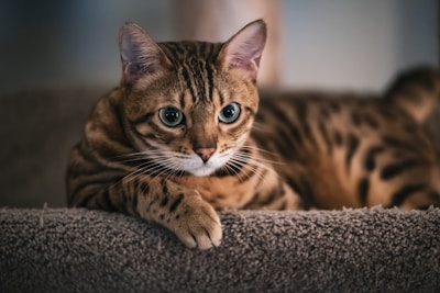 A cat laying on top of a carpeted floor