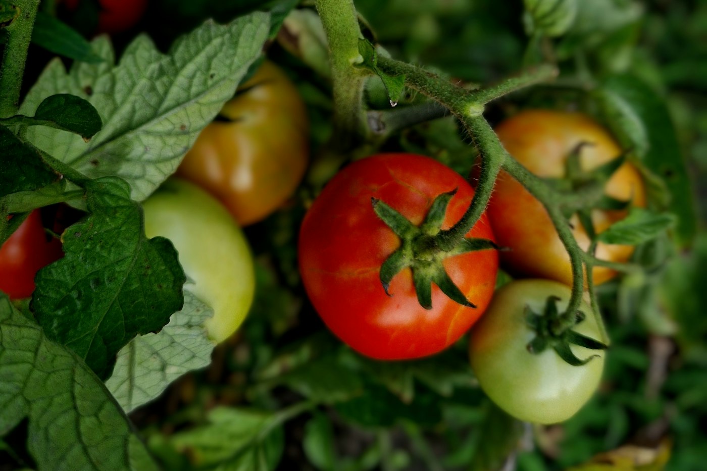 Cluster of tomatoes growing on a healthy plant