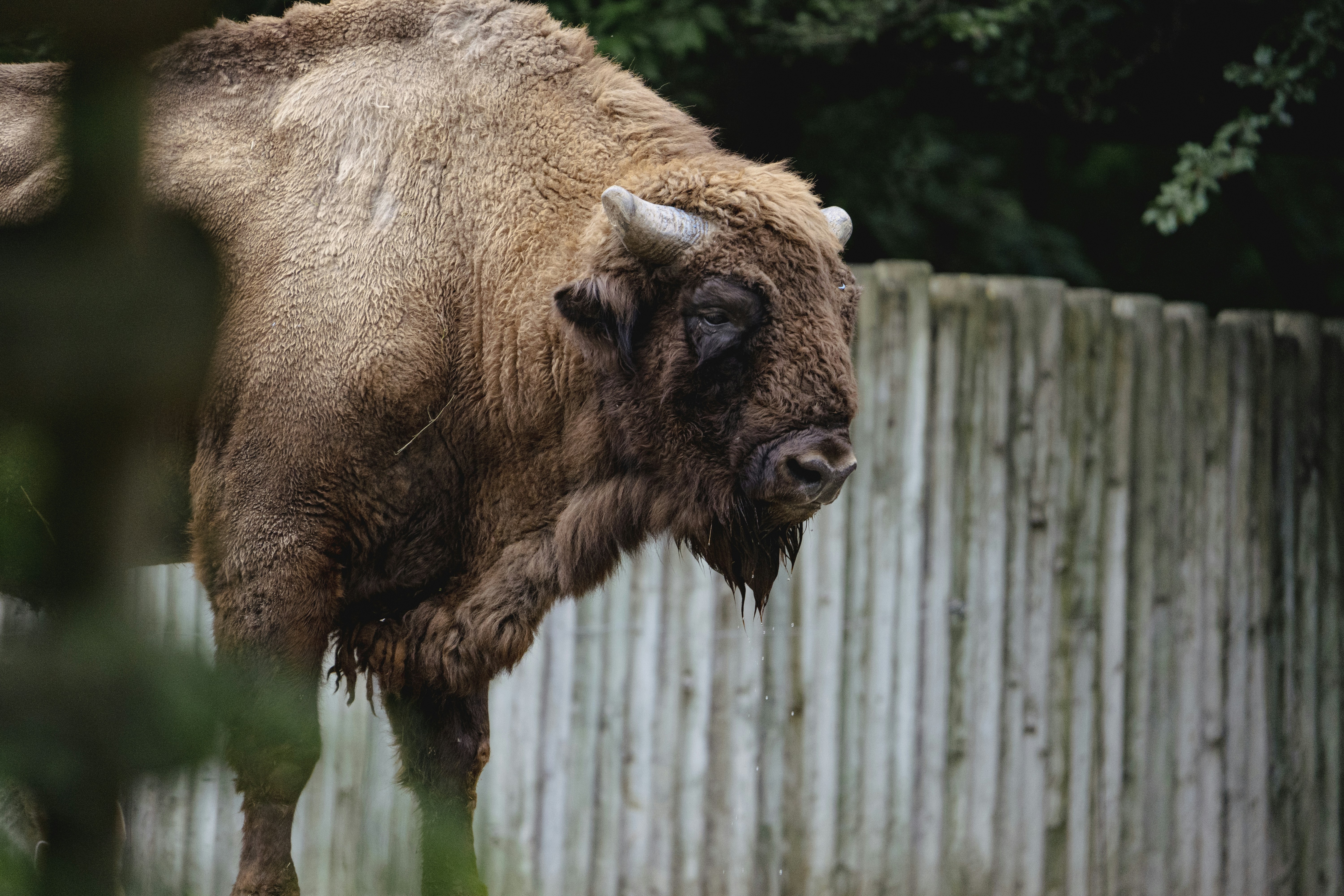 European Bison