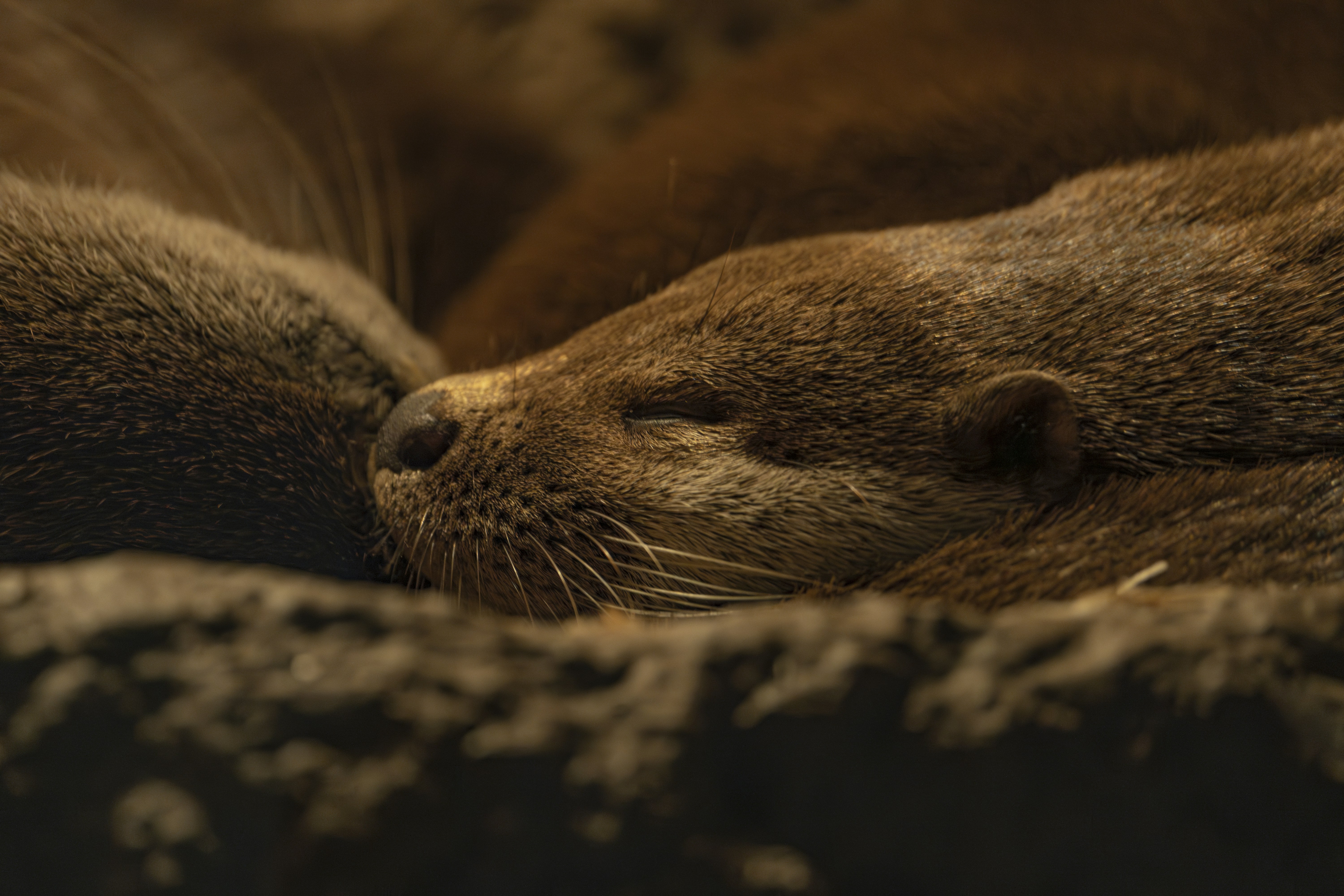 A close up of a sleeping otter on a blanket