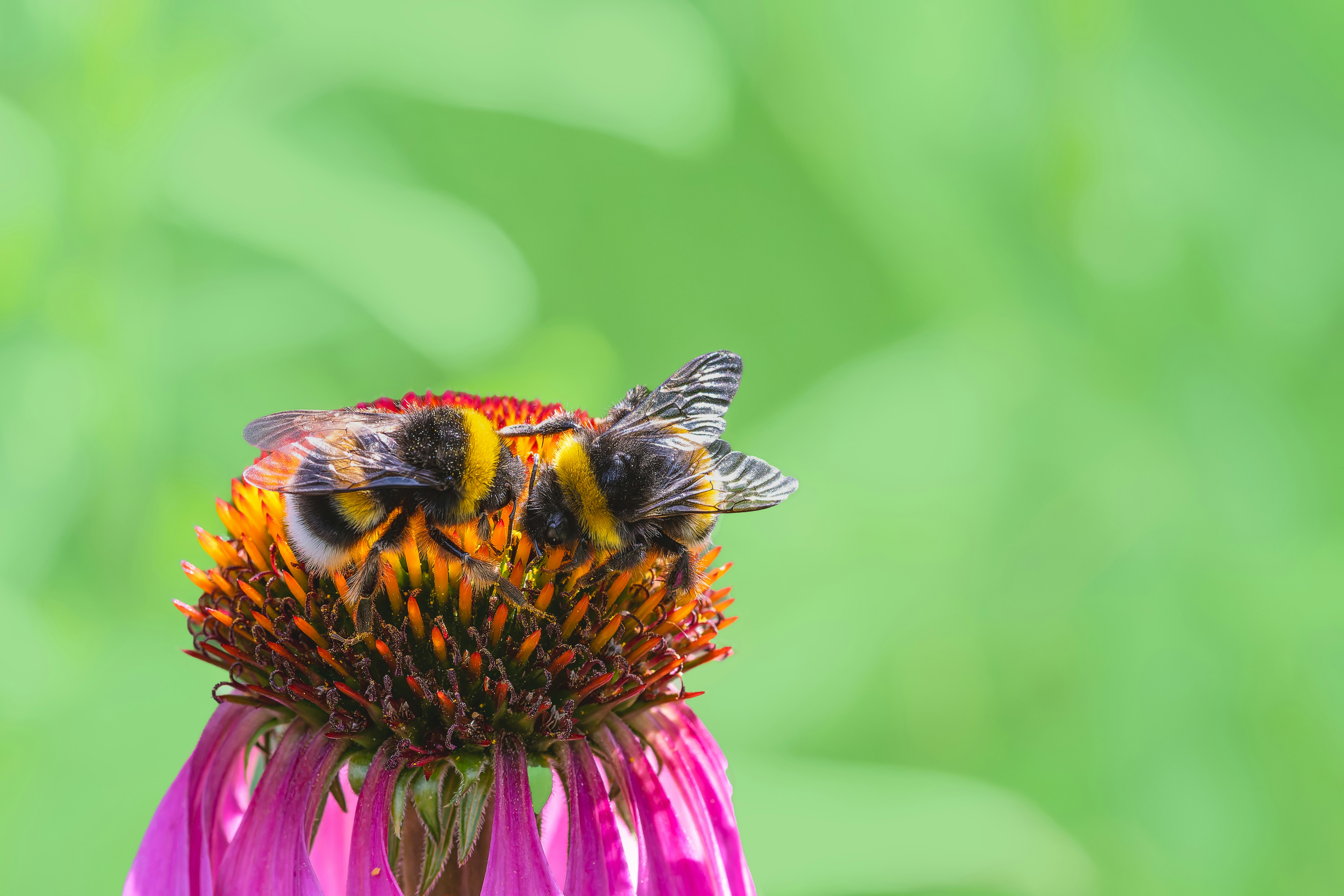 Photo by siegfriedpoepperl