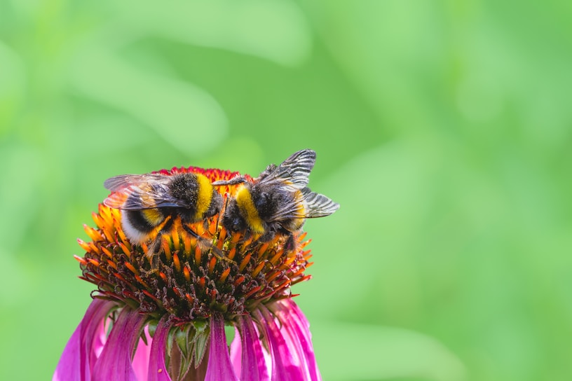 A bee sitting on top of a purple flower