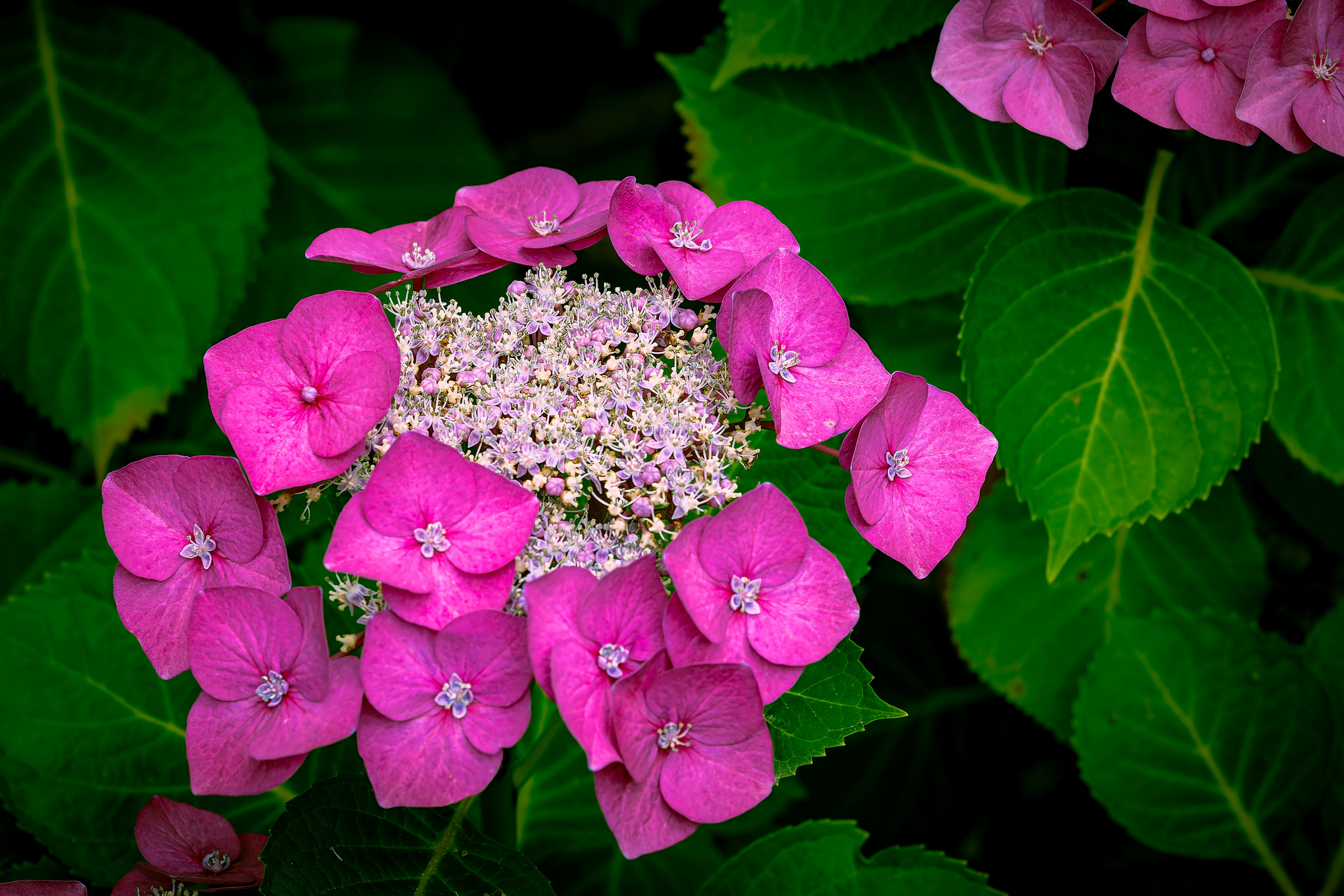 Photo by siegfriedpoepperl