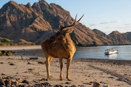 A deer standing on a beach next to a body of water