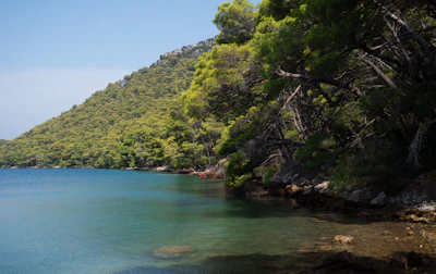 A large body of water surrounded by trees