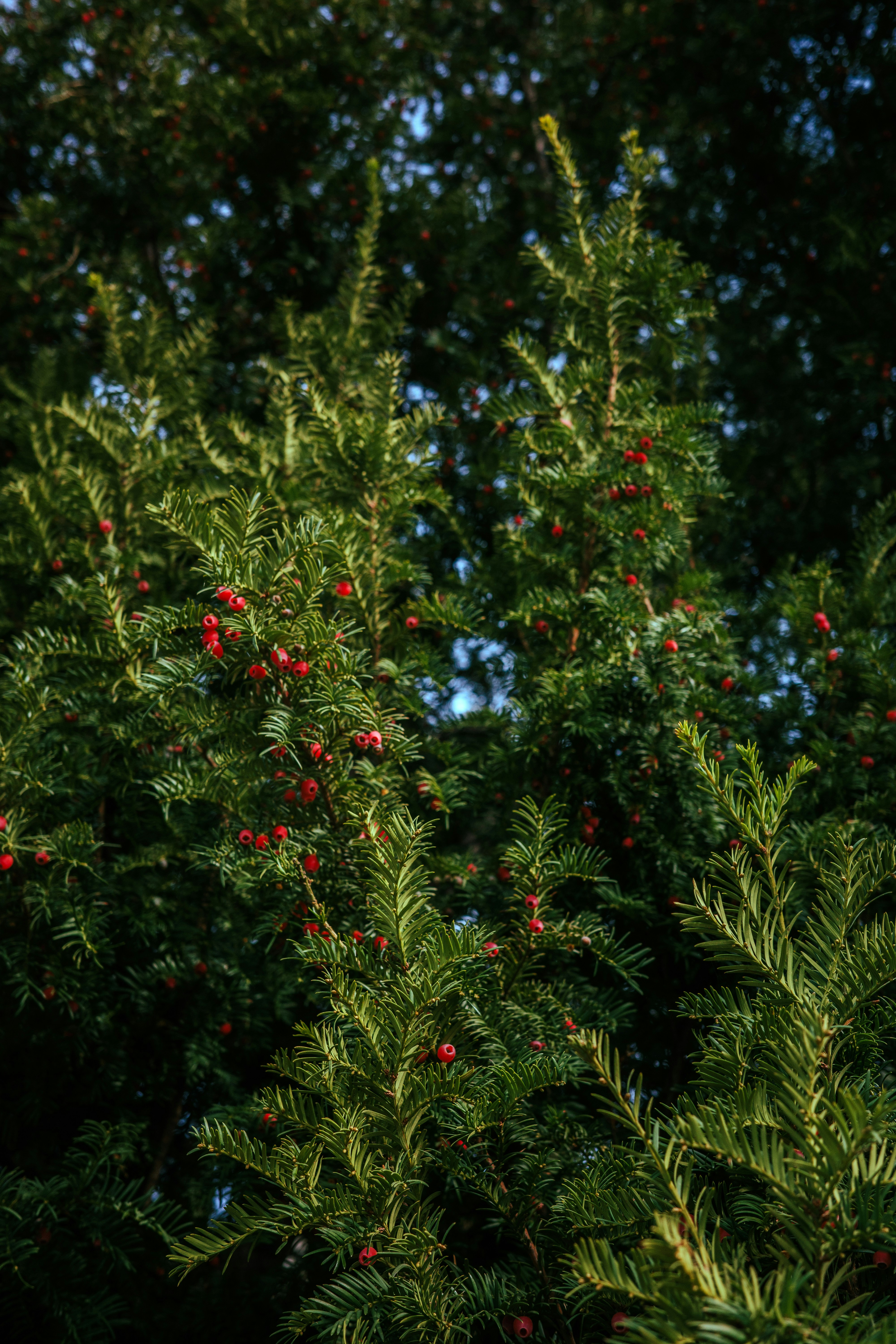 Photo by dmitrii_filatov