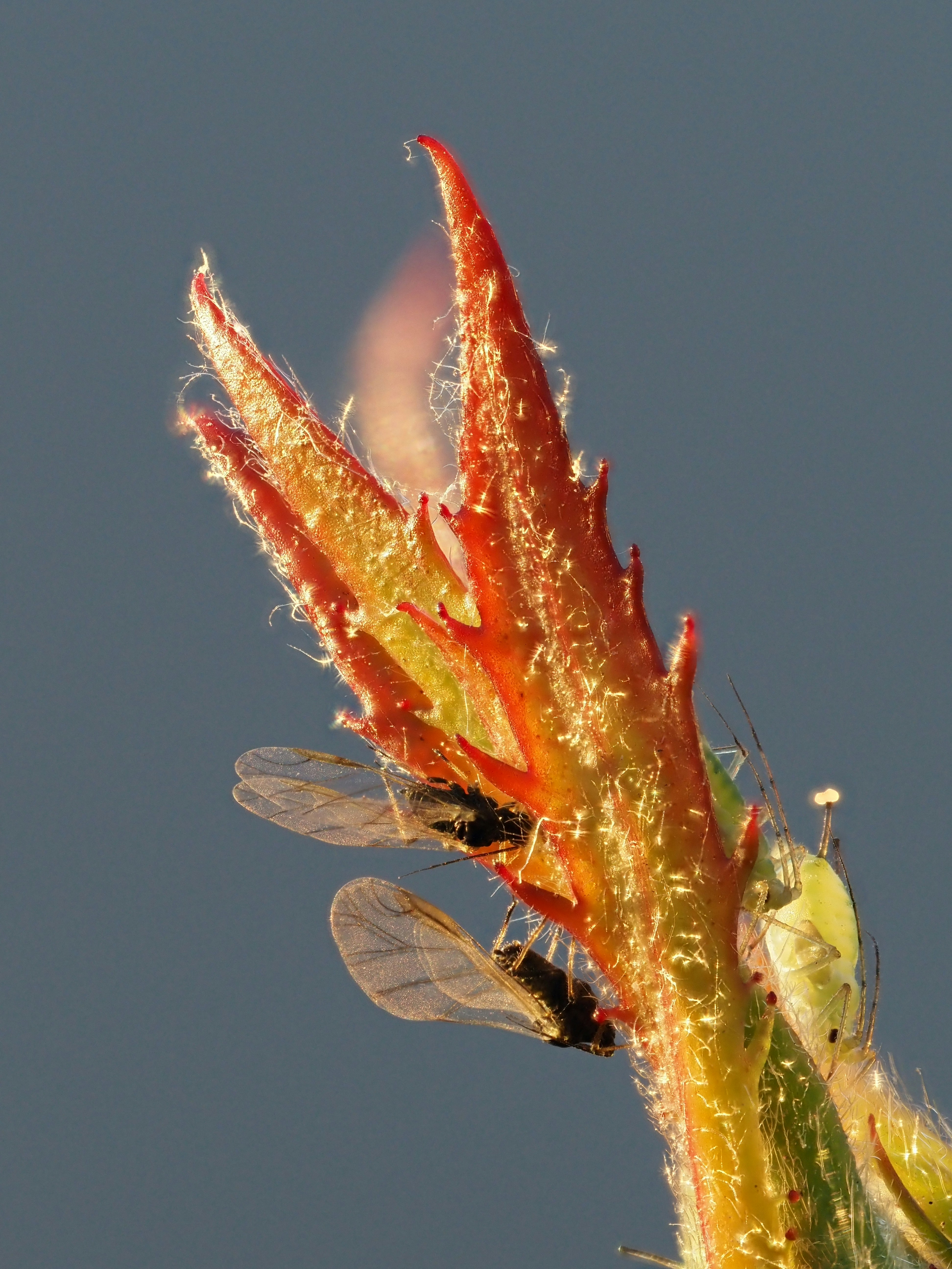 A close up of a flower with a bug on it