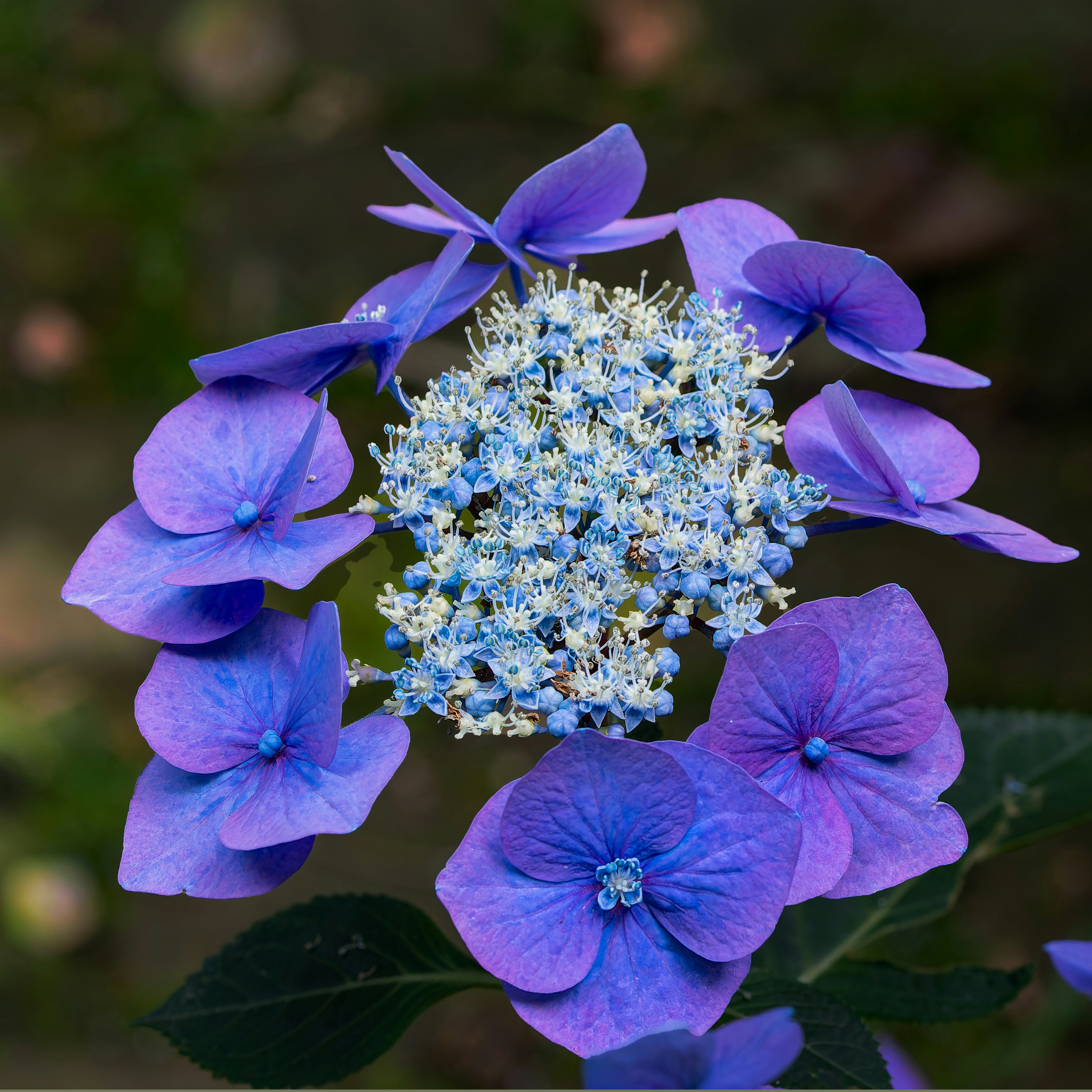 A close up of a blue flower with green leaves