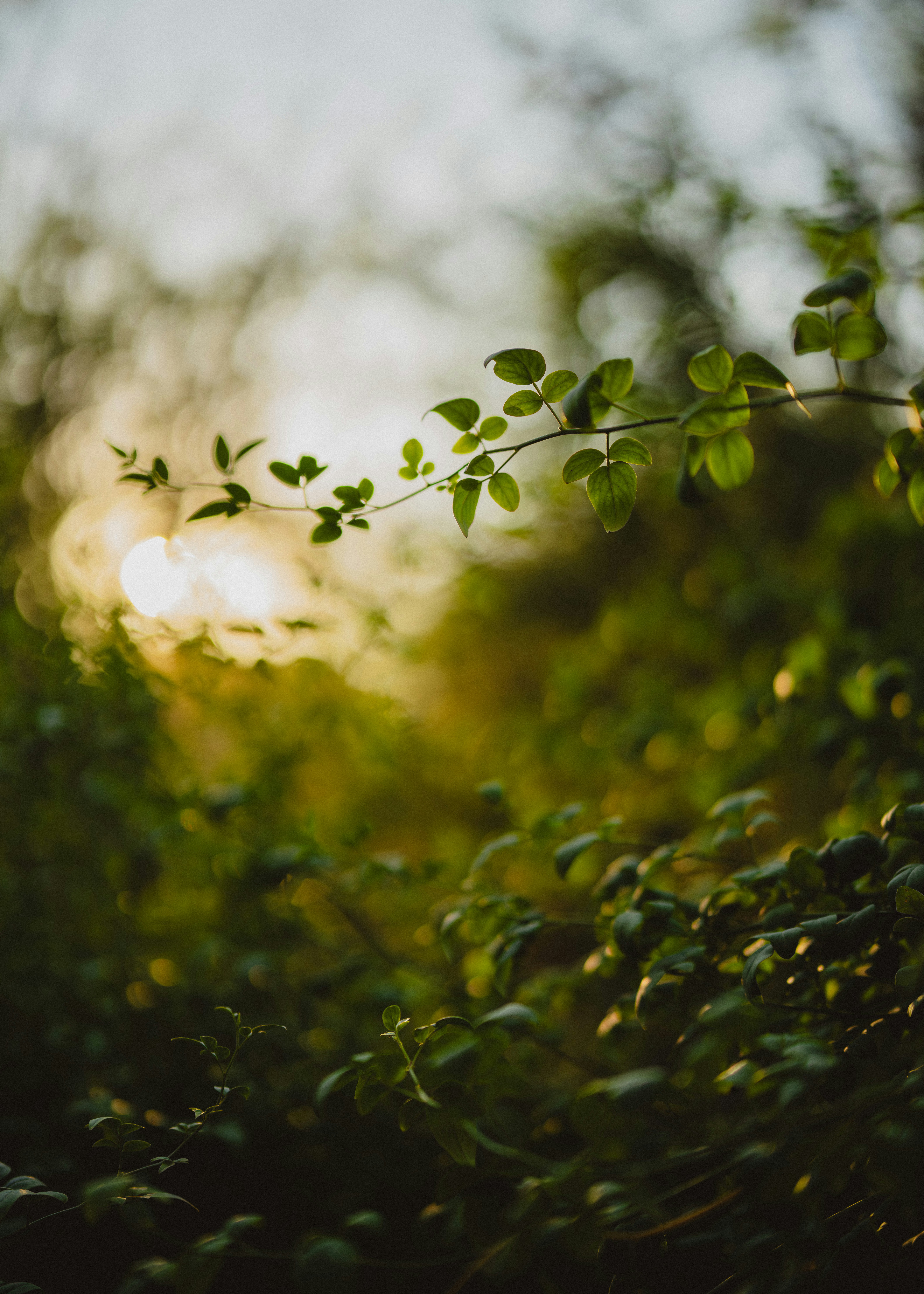 Photo by arianmontazeri